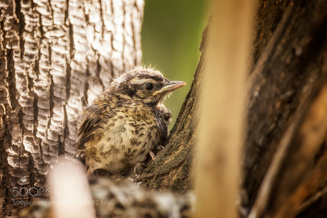 Canon EOS 6D sample photo. Nestling photography