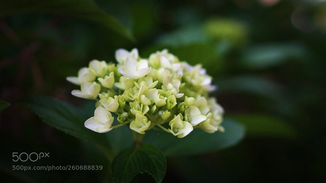 Sony a6500 sample photo. Practice_3 photography