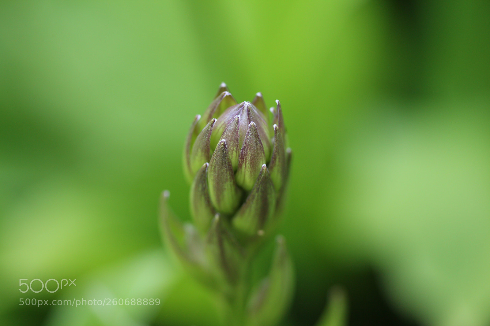 Canon EF-S 60mm F2.8 Macro USM sample photo. Evolving beauty photography