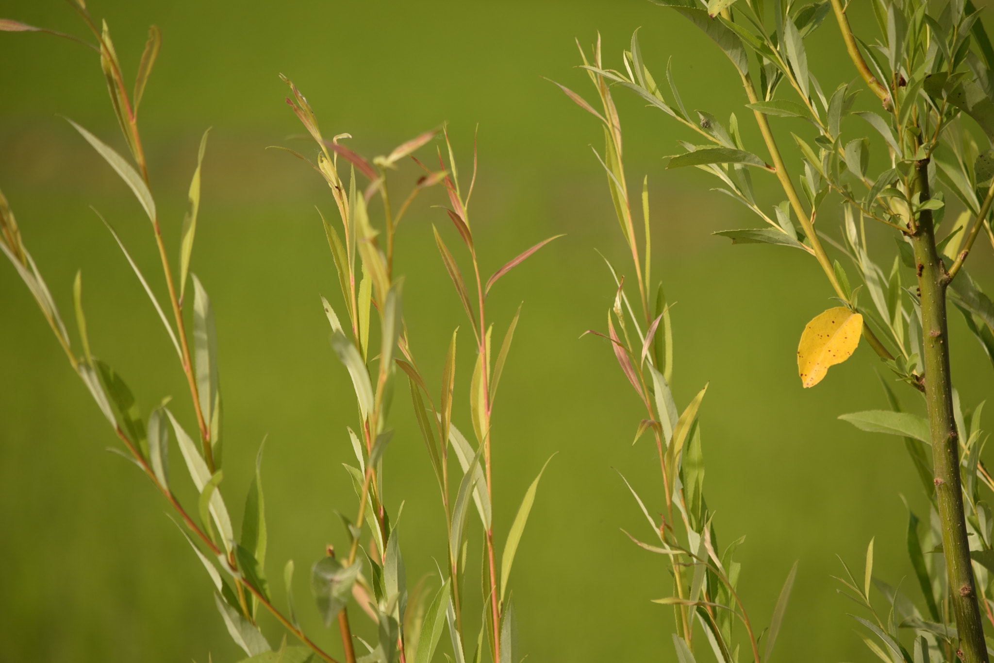 Nikon D3300 sample photo