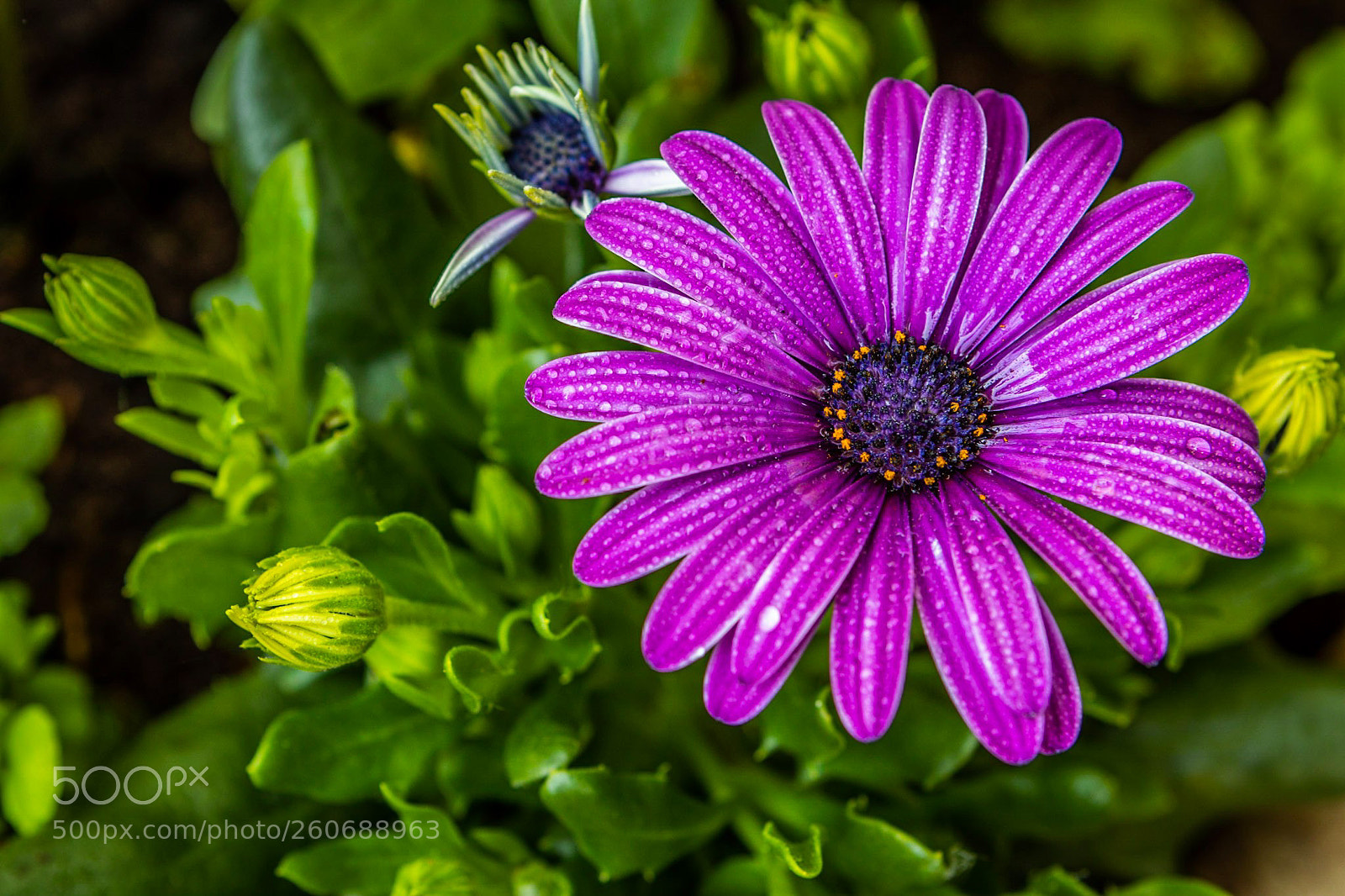 Canon EOS 80D sample photo. Purple cape daisy photography