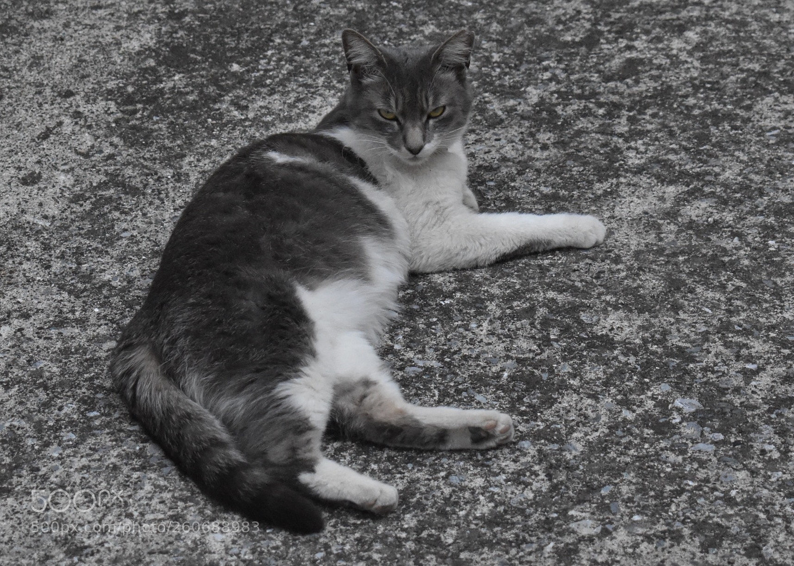 Nikon D5600 sample photo. My neighbor's imperious cat. photography