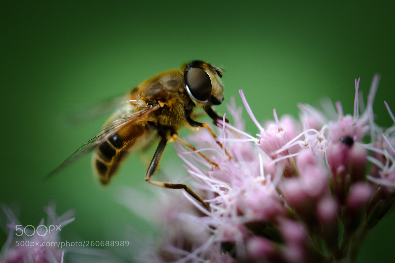 Canon EOS 70D sample photo. My sweet honey......... photography