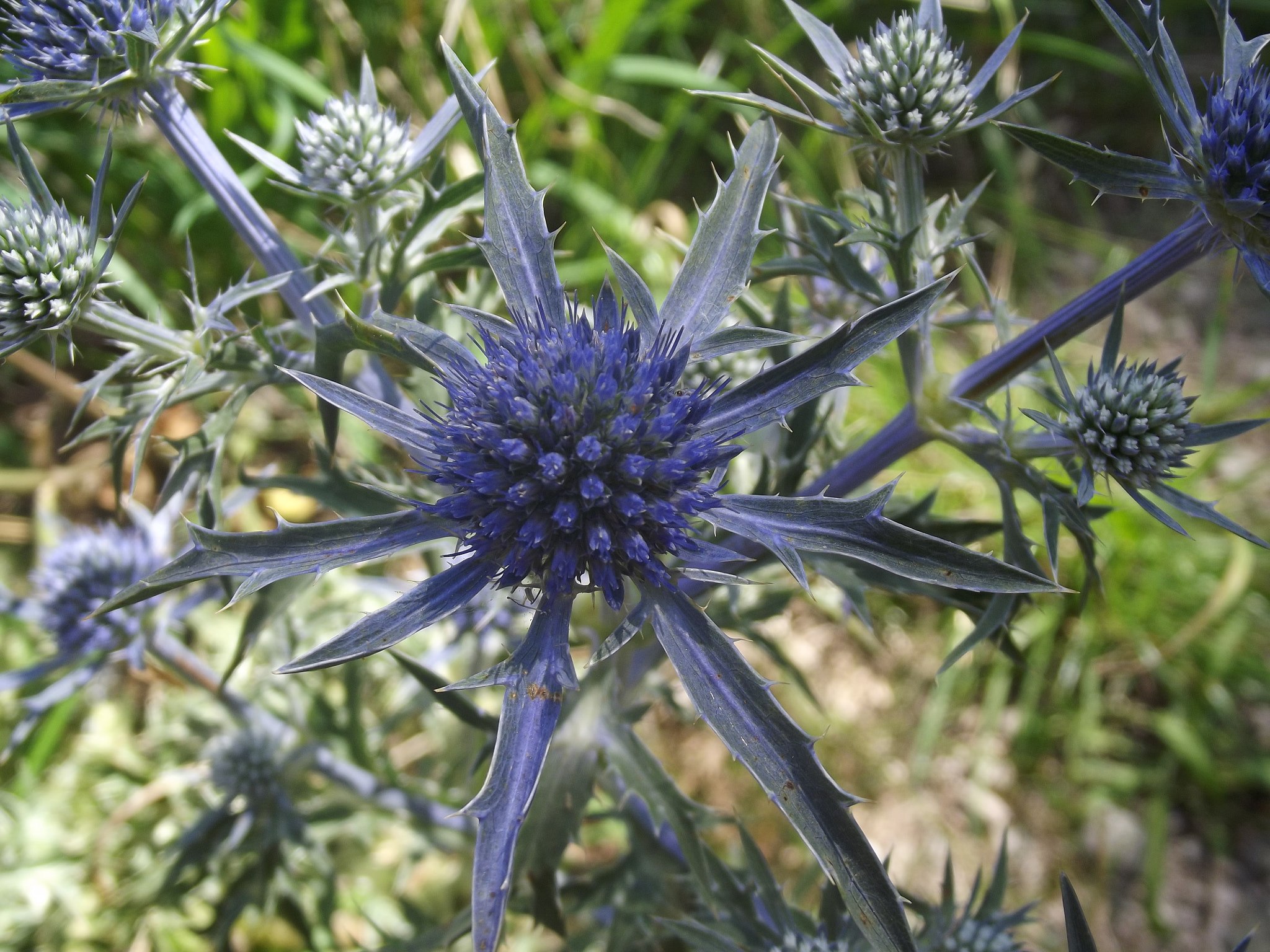 FujiFilm FinePix S2950 (FinePix S2990) sample photo. Spiky blue photography