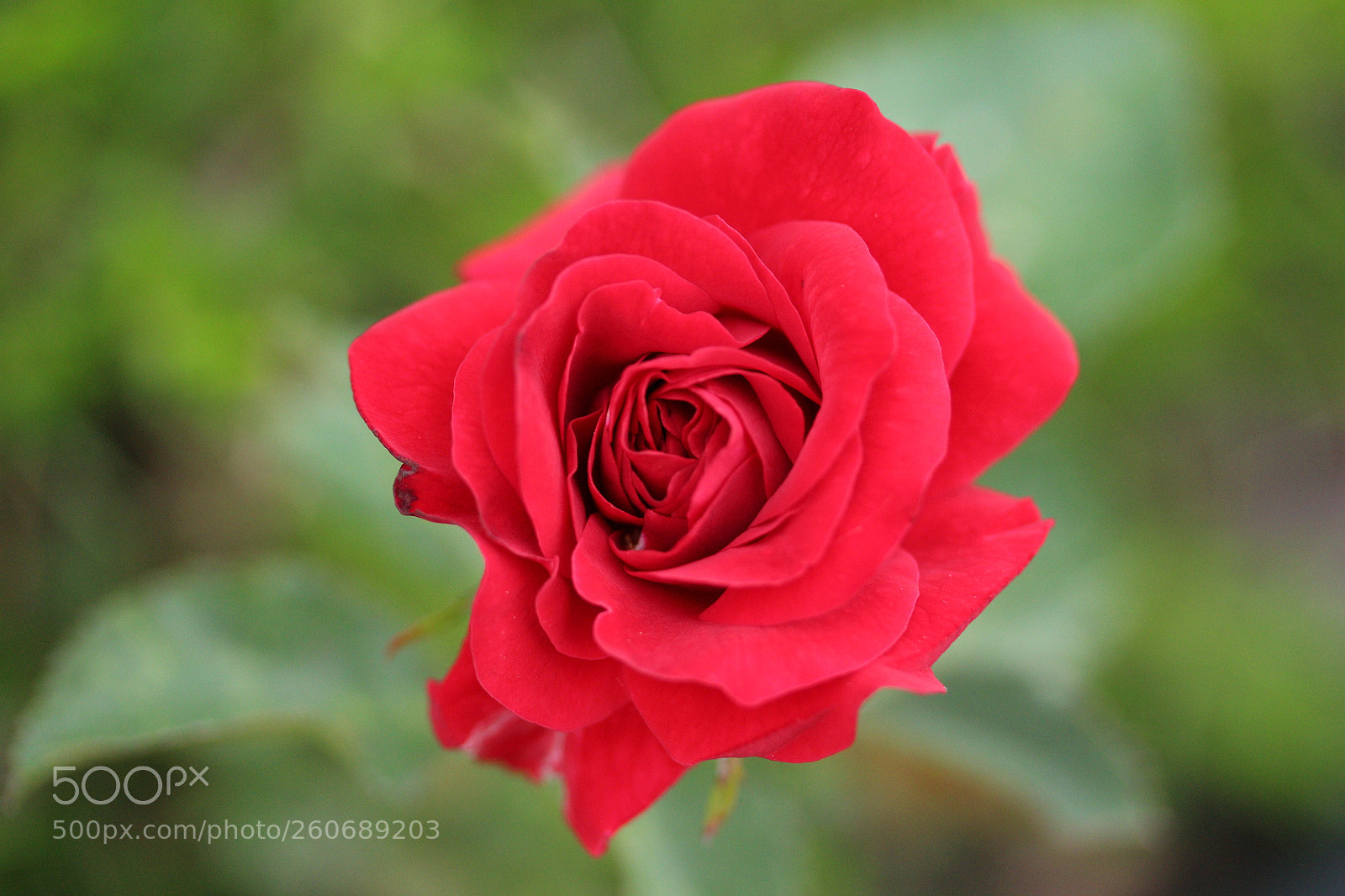 Canon EF-S 60mm F2.8 Macro USM sample photo. Roses are red photography