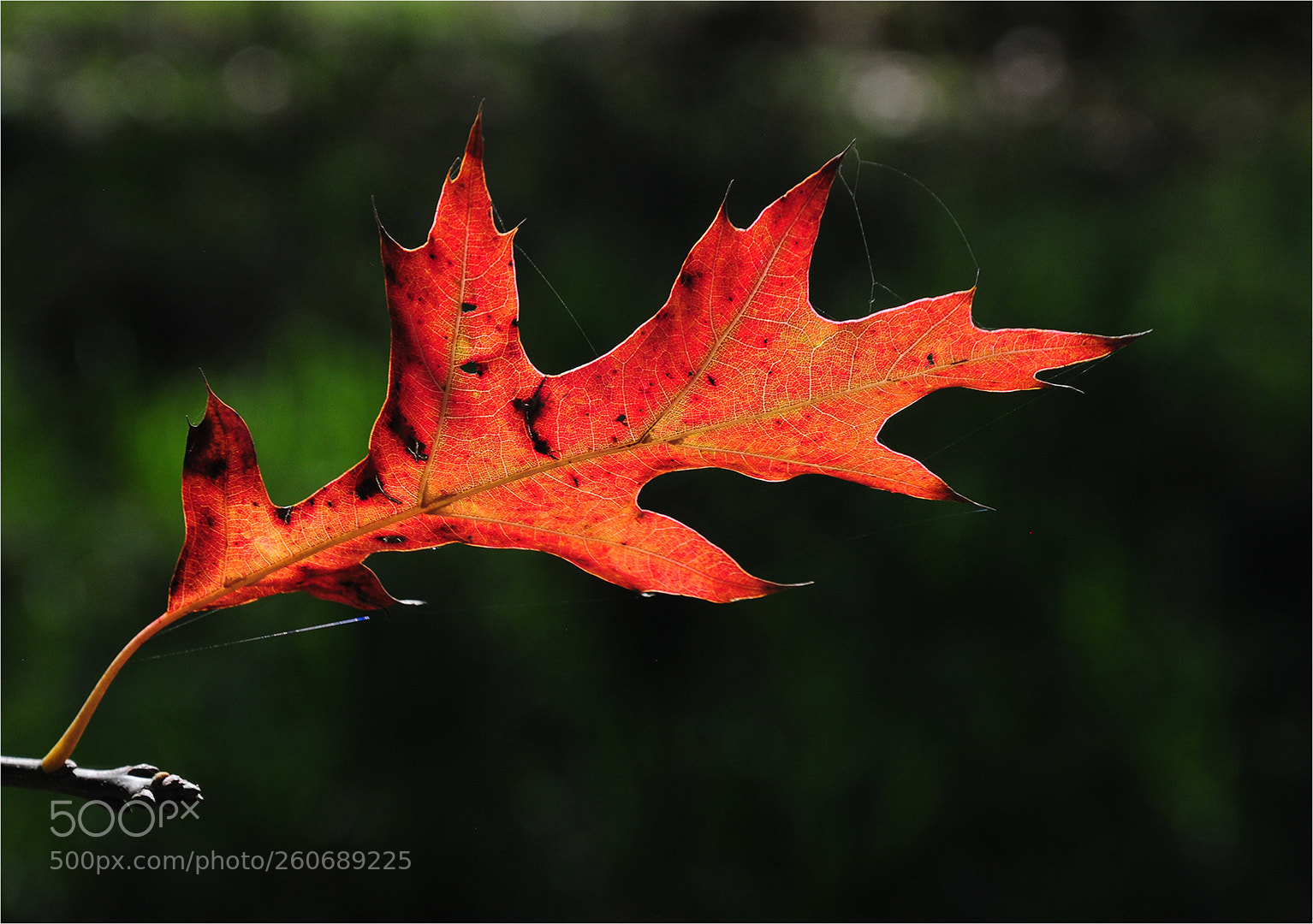 Nikon D300 sample photo. True autumn colour photography