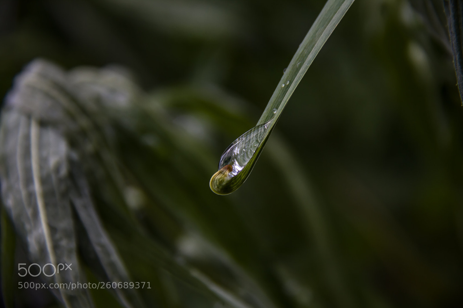 Canon EOS 60D sample photo. Life photography