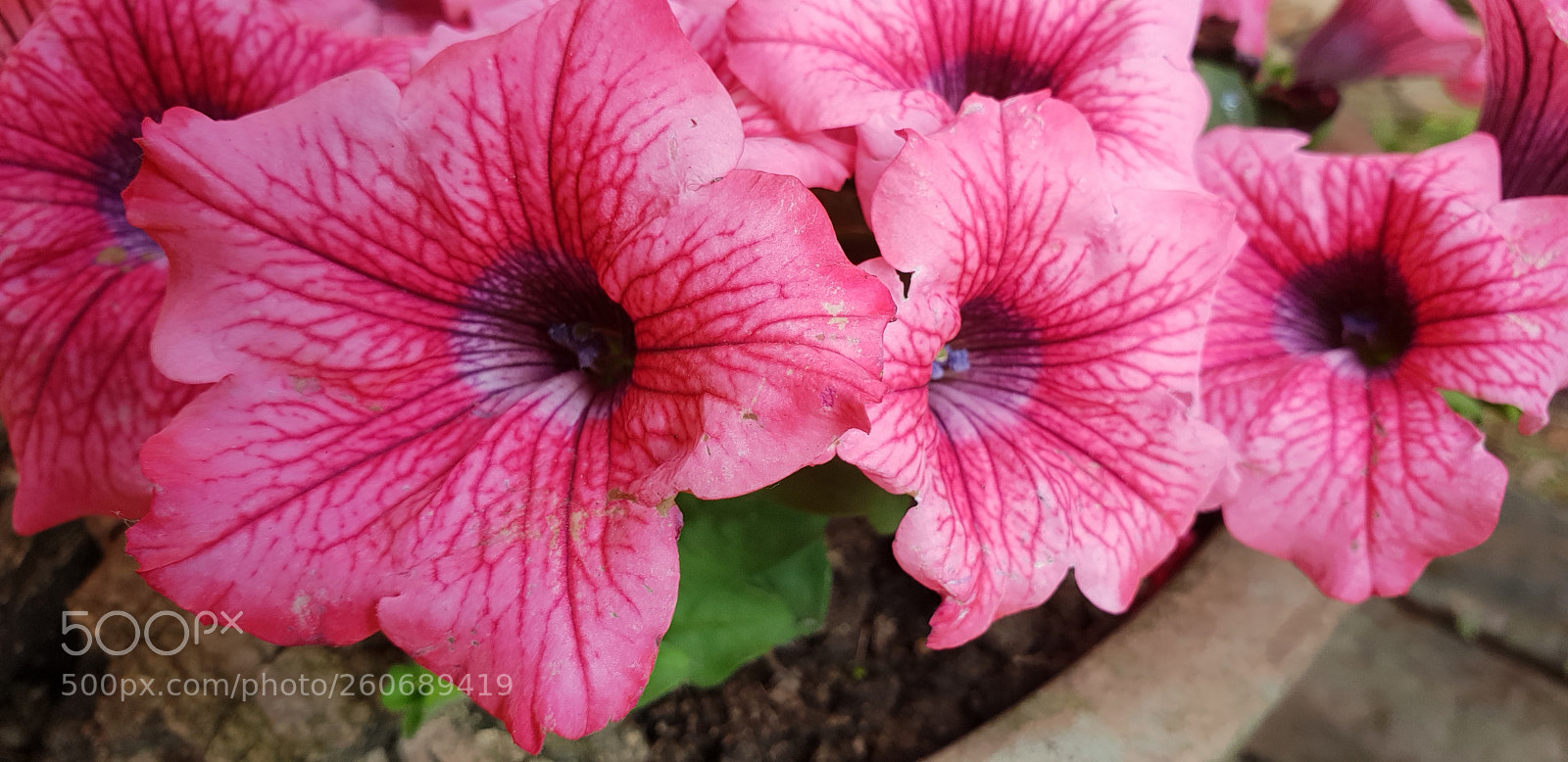 Samsung Galaxy S9+ sample photo. Untitled photography