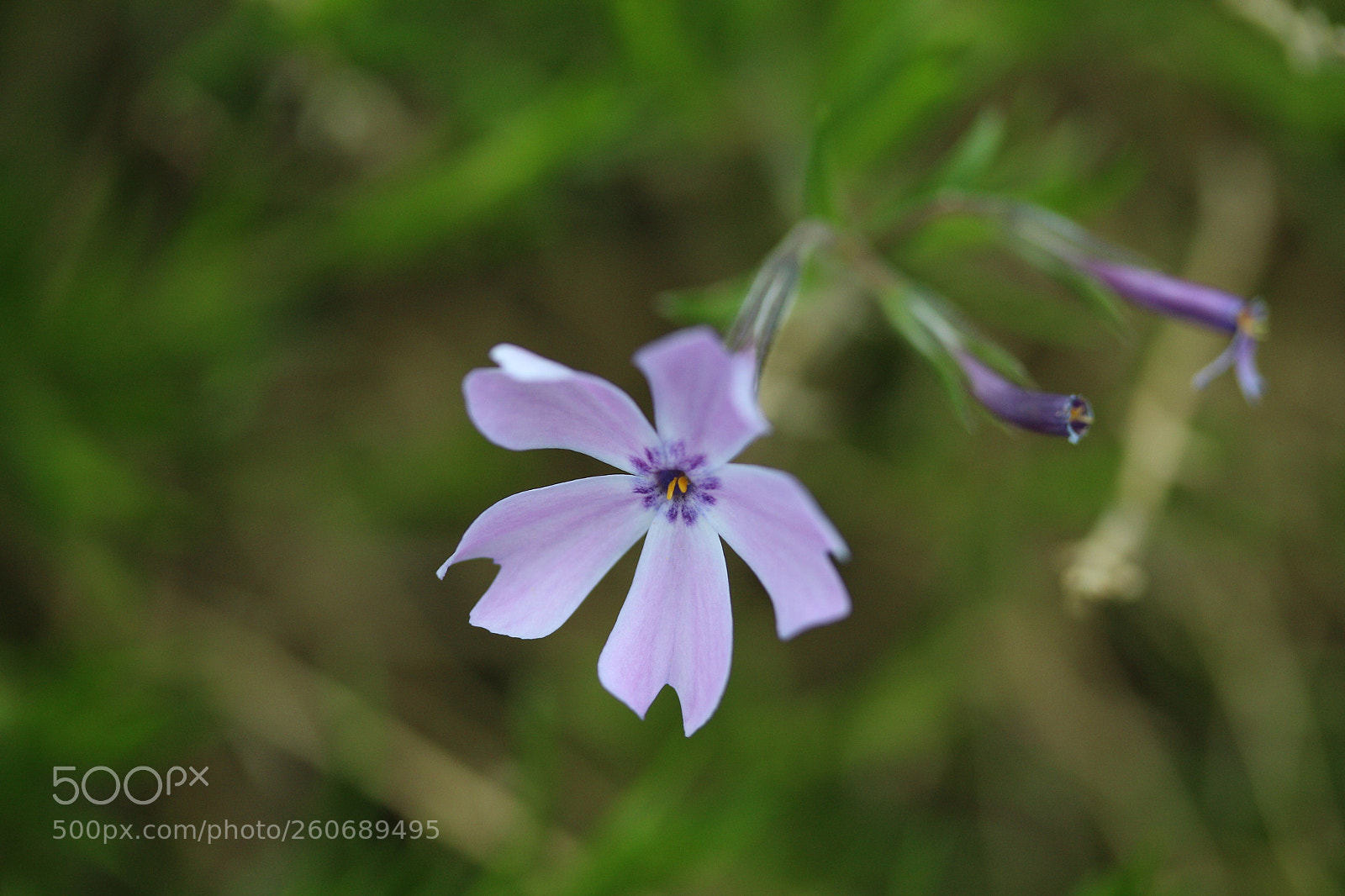 Canon EF-S 60mm F2.8 Macro USM sample photo. Only the lonely... photography
