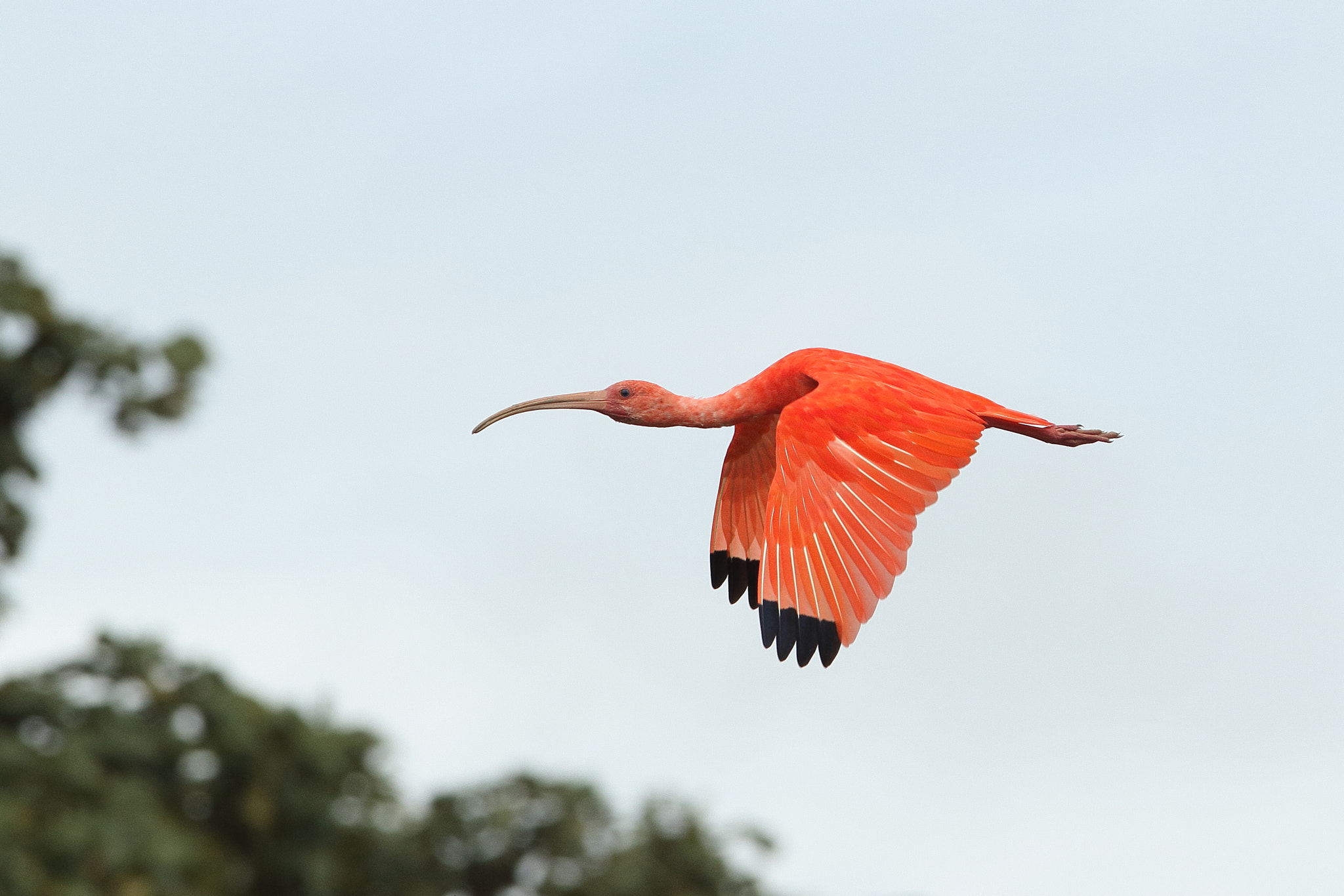 Canon EOS 7D Mark II + Canon EF 300mm F2.8L IS USM sample photo. Scarlet ibis (eudocimus ruber) photography