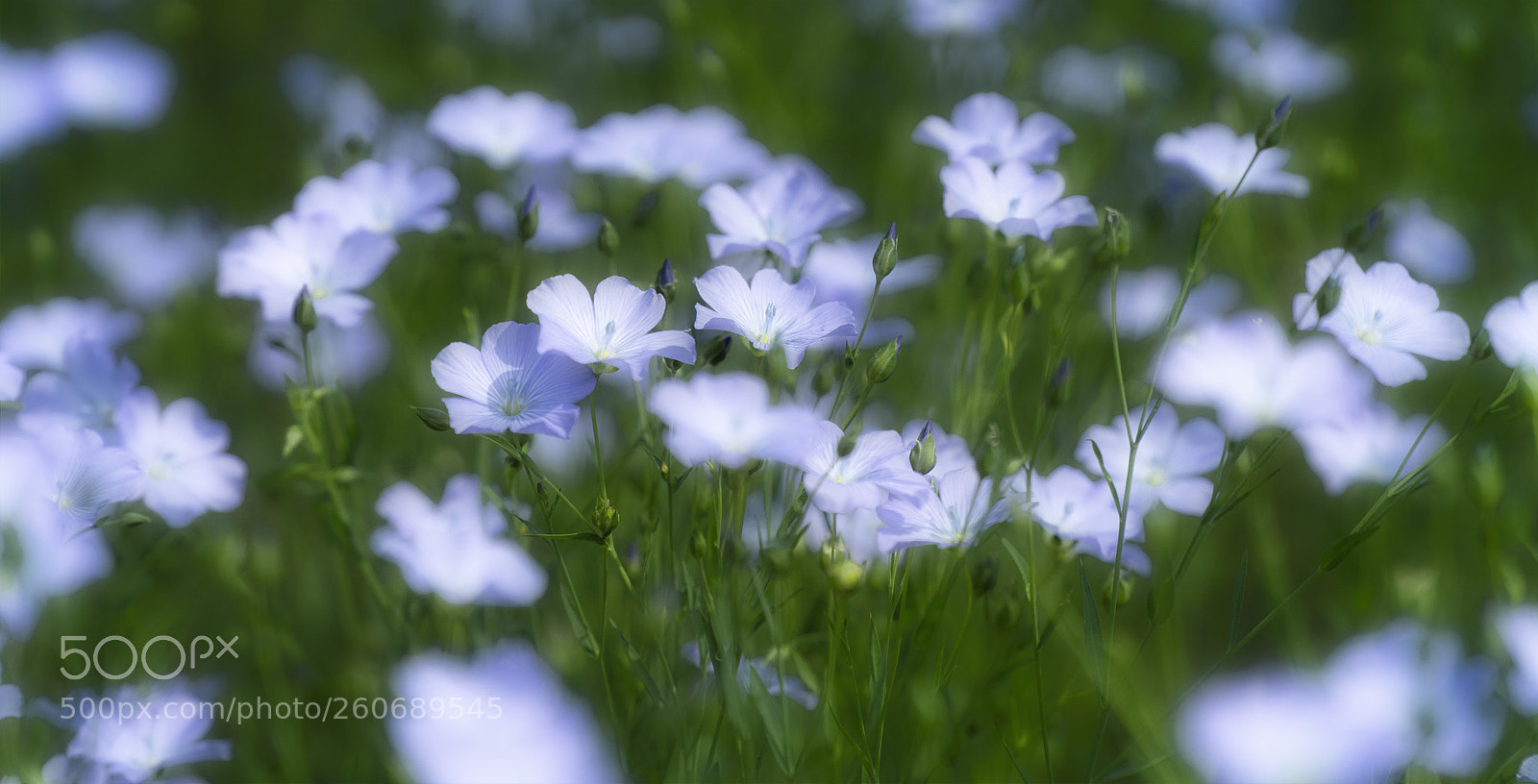 Sony a7R II sample photo. Field of blue photography