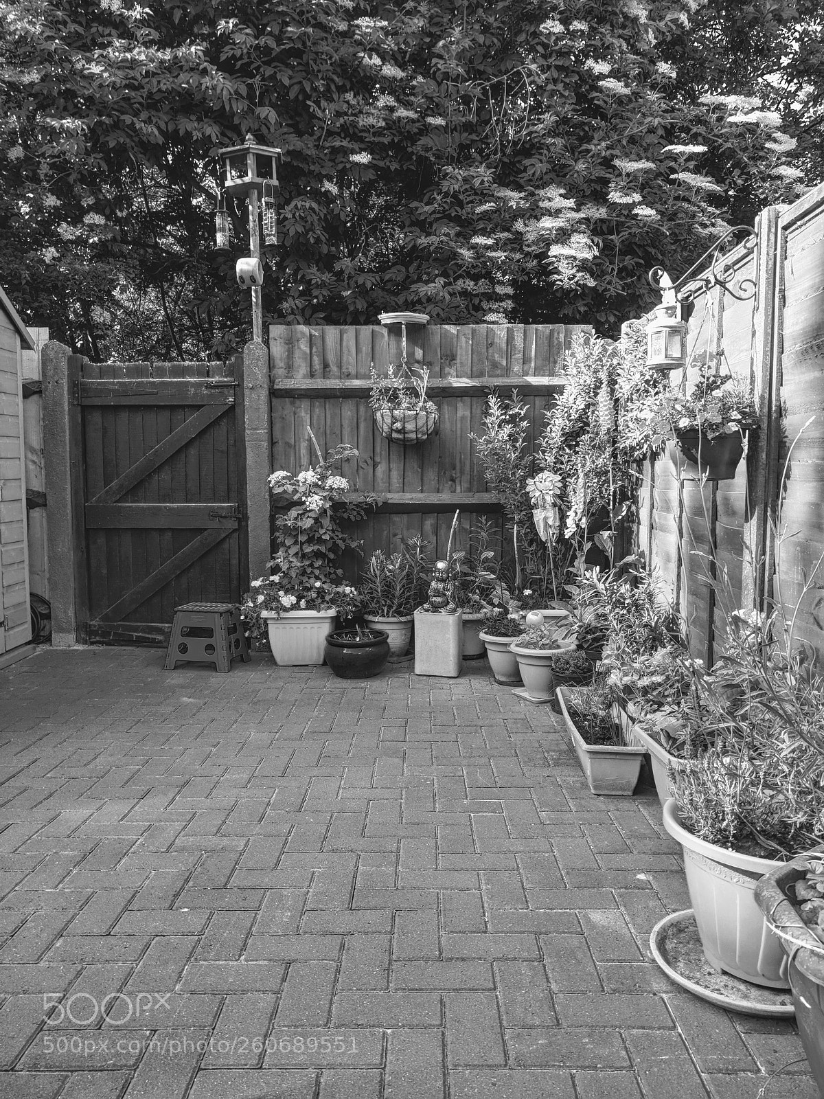 Google Pixel sample photo. Garden black & white photography
