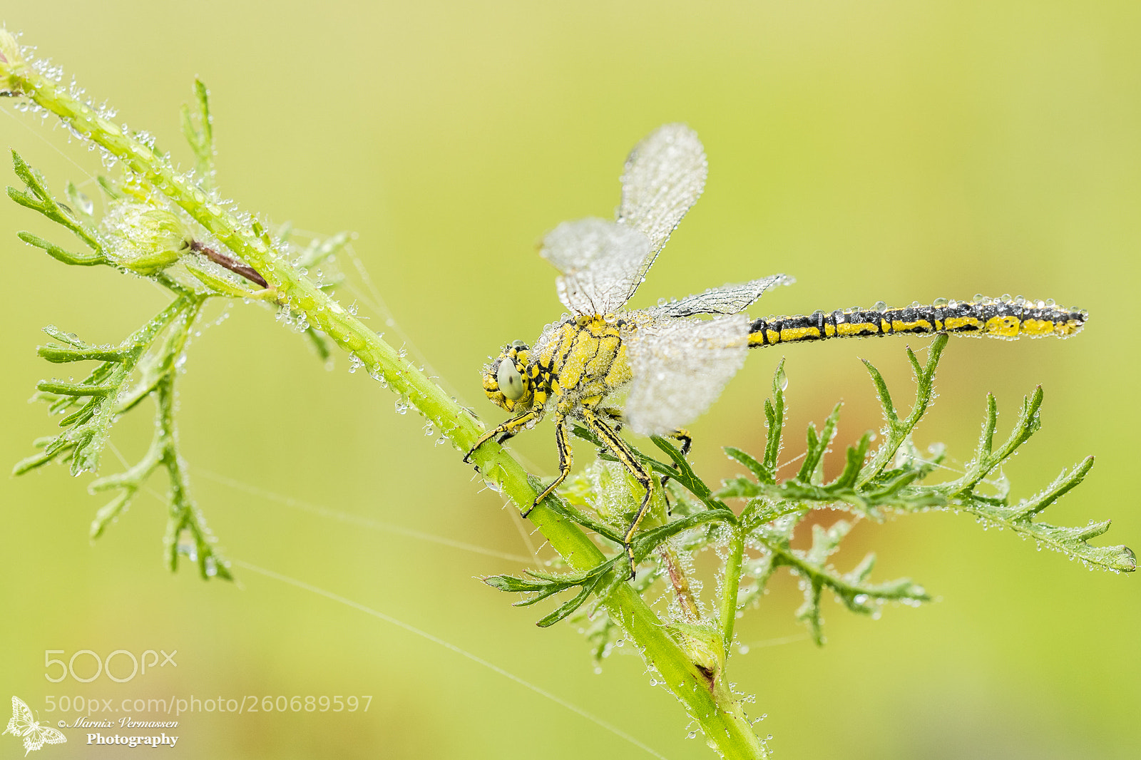 Nikon D500 sample photo. Gomphus pulchellus photography