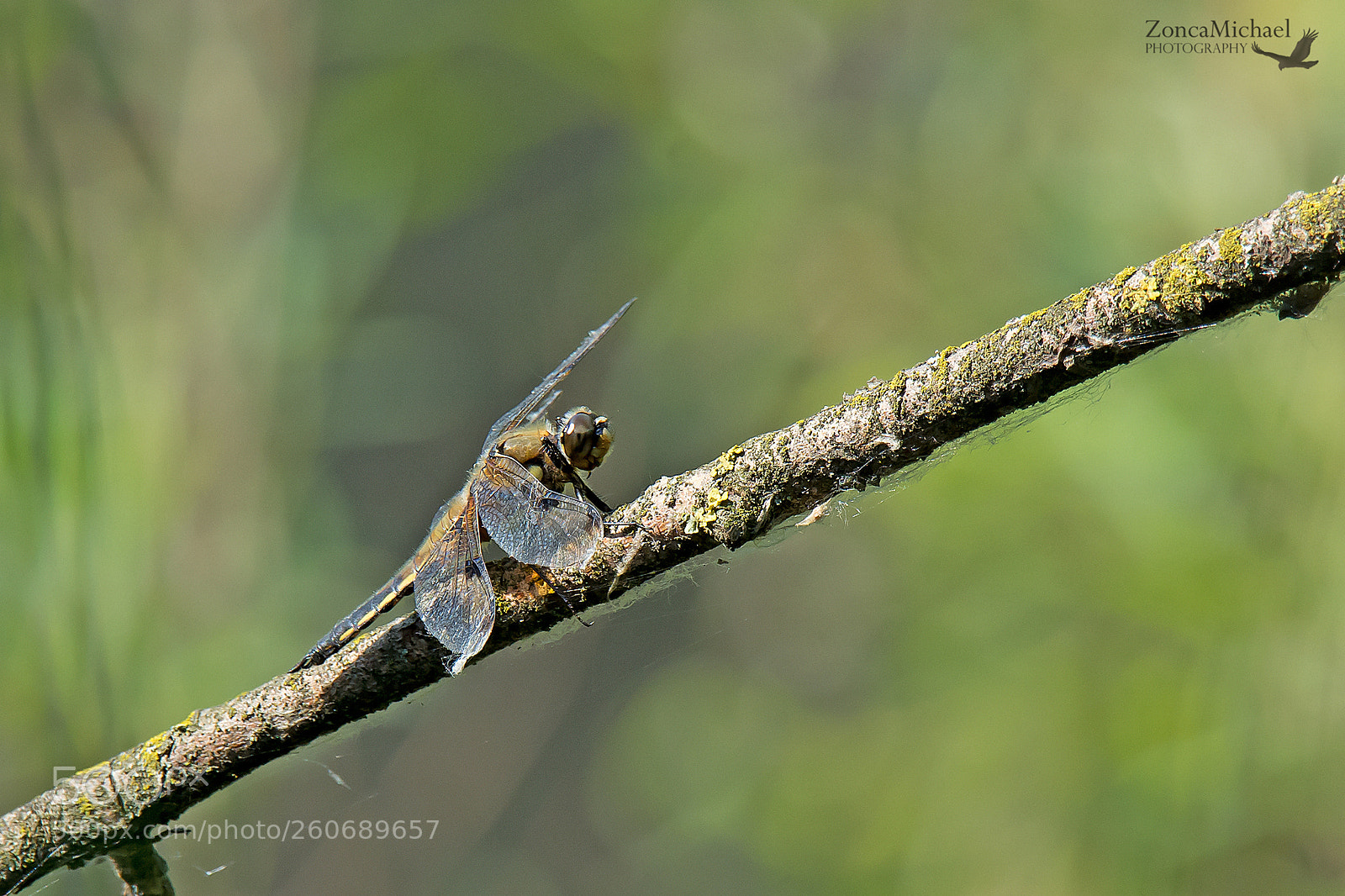 Nikon D7100 sample photo. Libellula photography