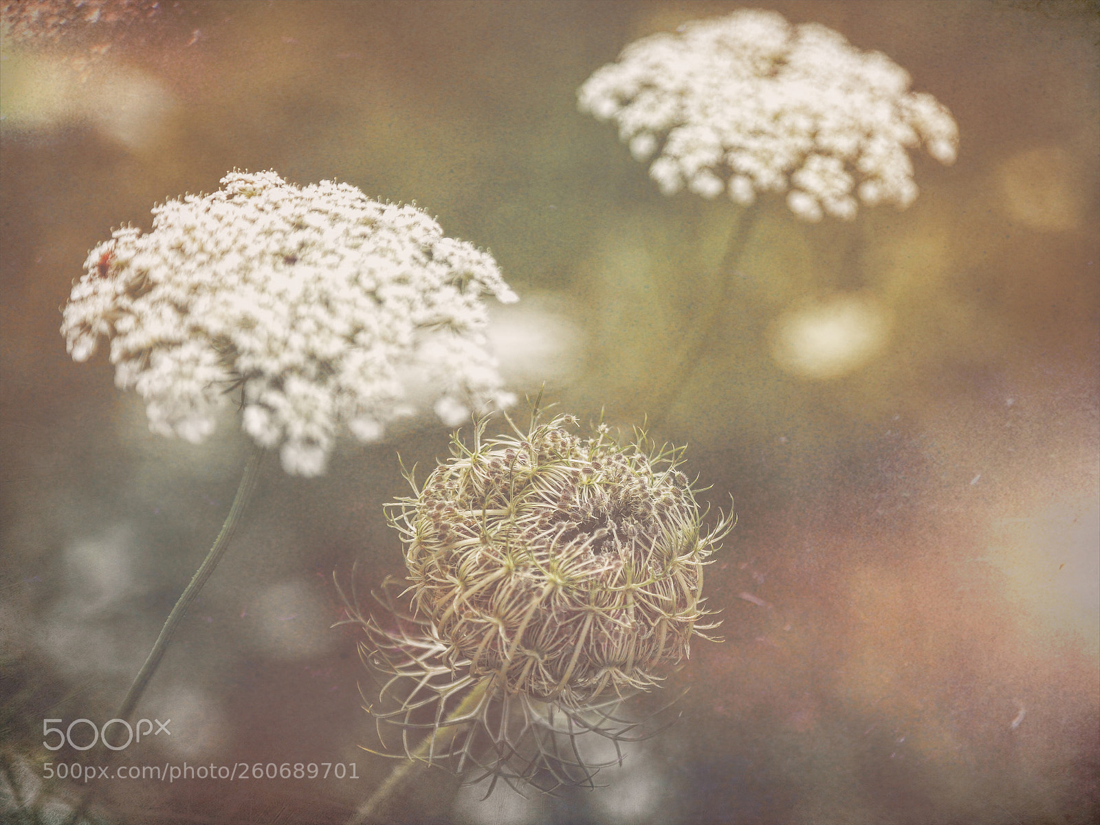 Canon EOS 5D Mark II sample photo. Psychedelic haze photography