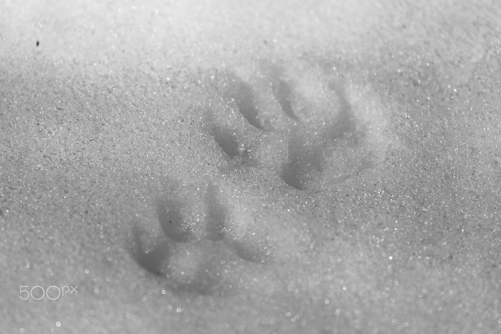 Canon EOS 5D Mark IV + Canon EF 100-400mm F4.5-5.6L IS USM sample photo. Animal footprints in snow photography