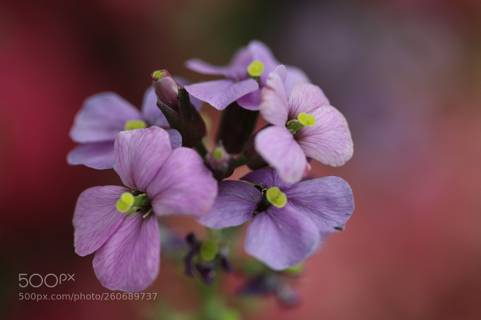 Canon EF-S 60mm F2.8 Macro USM sample photo. Purple dream photography