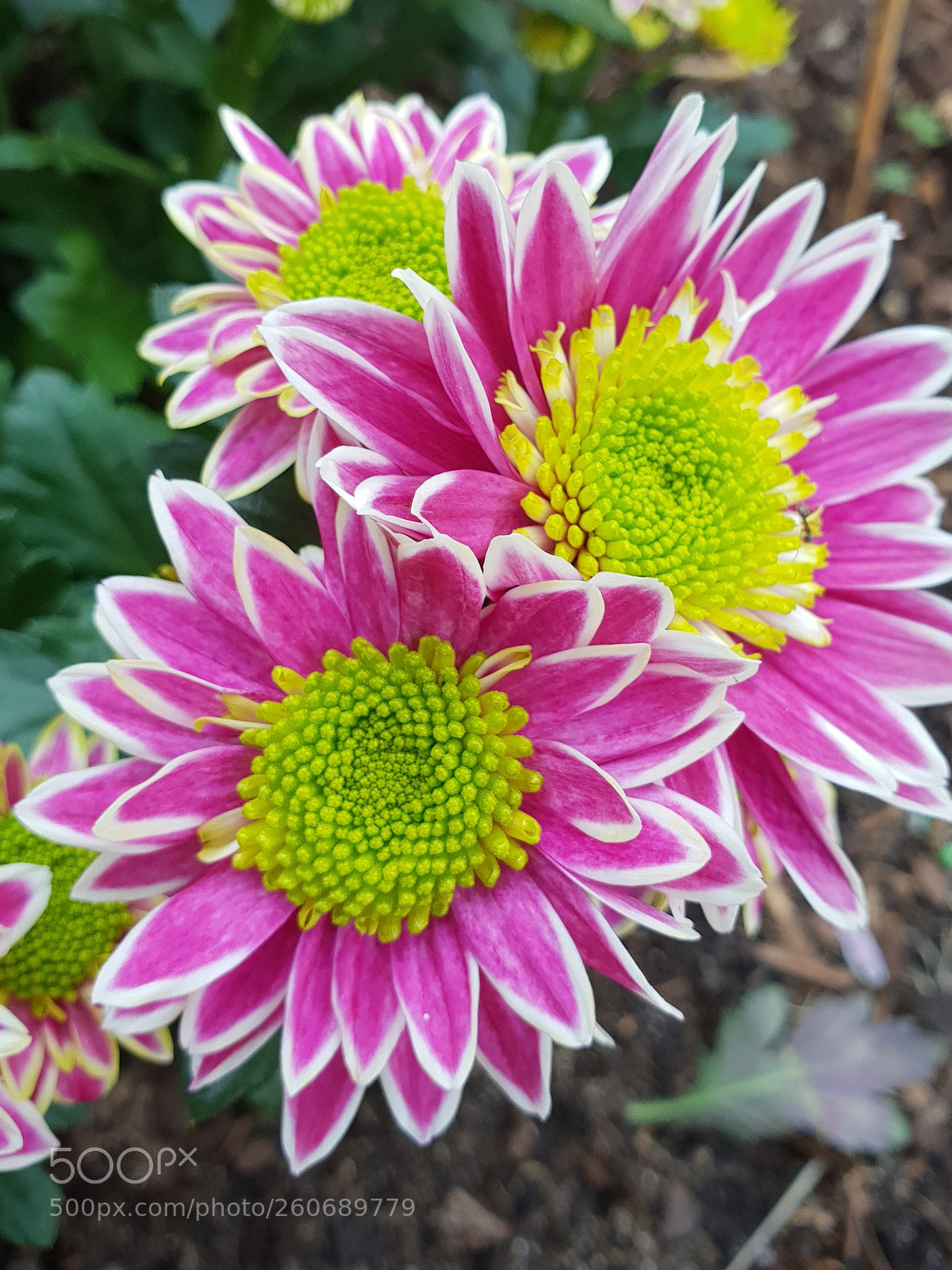 Samsung Galaxy S9+ sample photo. Untitled photography