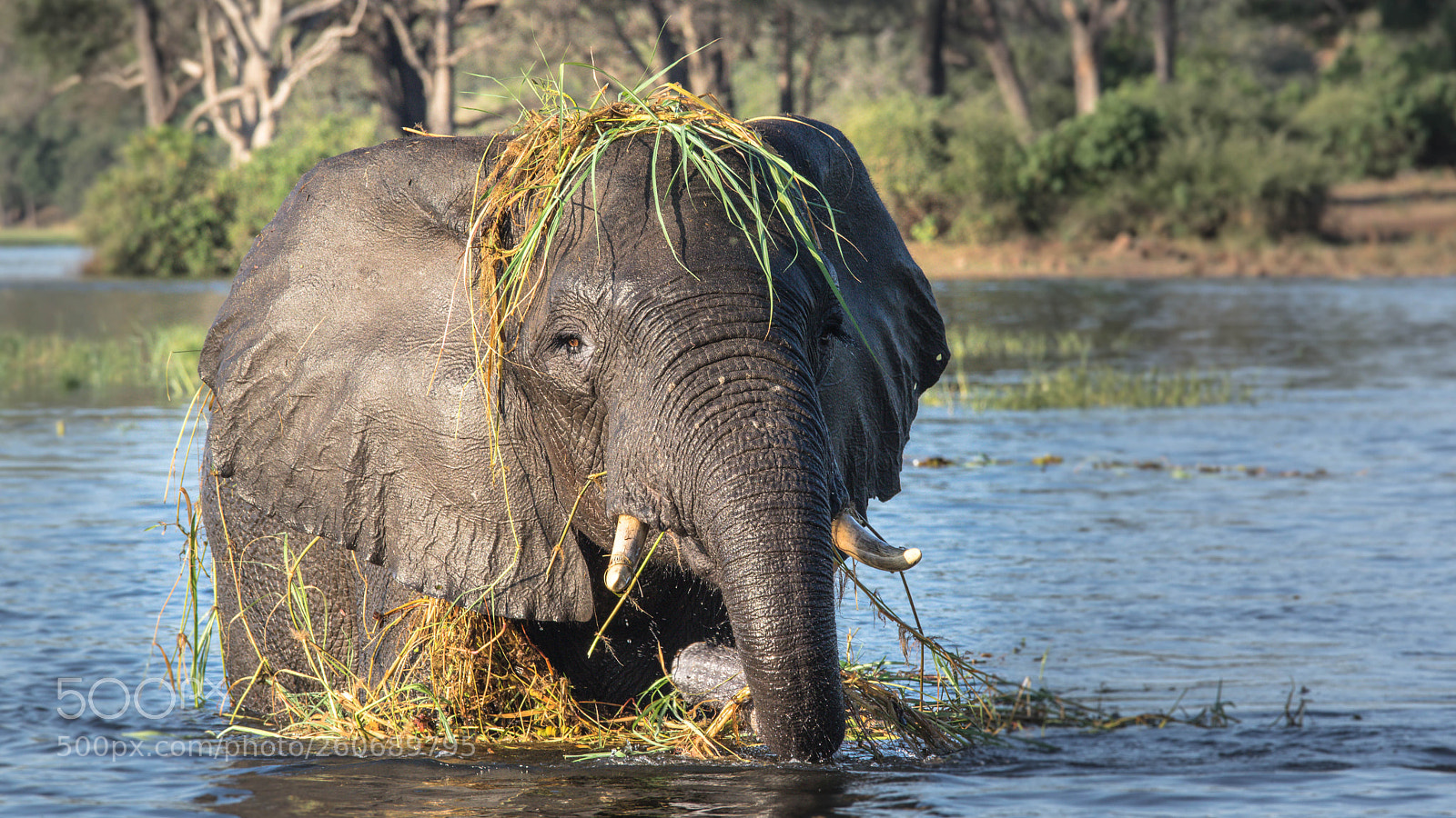 Pentax K-3 sample photo. Feeding elephant, chobe photography
