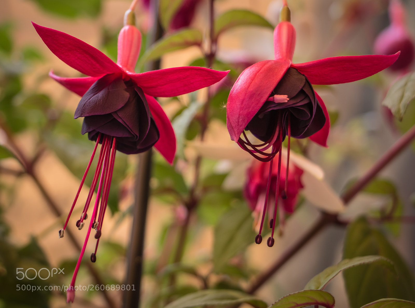 Canon EOS 70D sample photo. Croissance photography