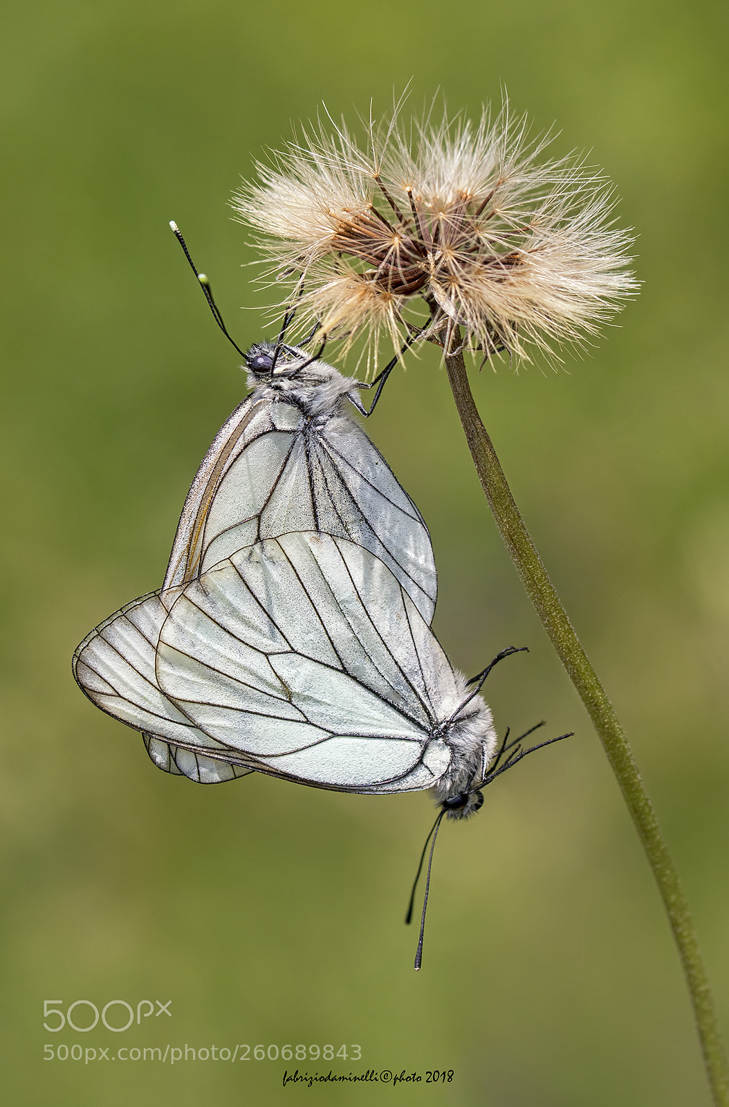 Canon EOS 7D Mark II sample photo. Black-veined white - mating photography