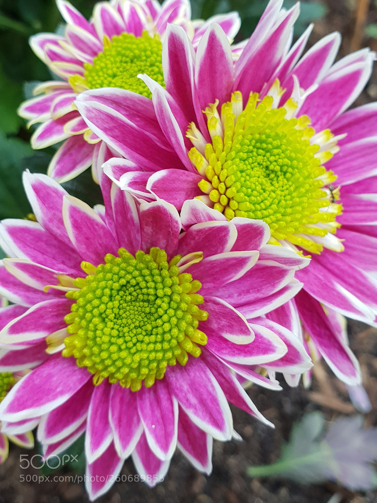 Samsung Galaxy S9+ sample photo. Untitled photography