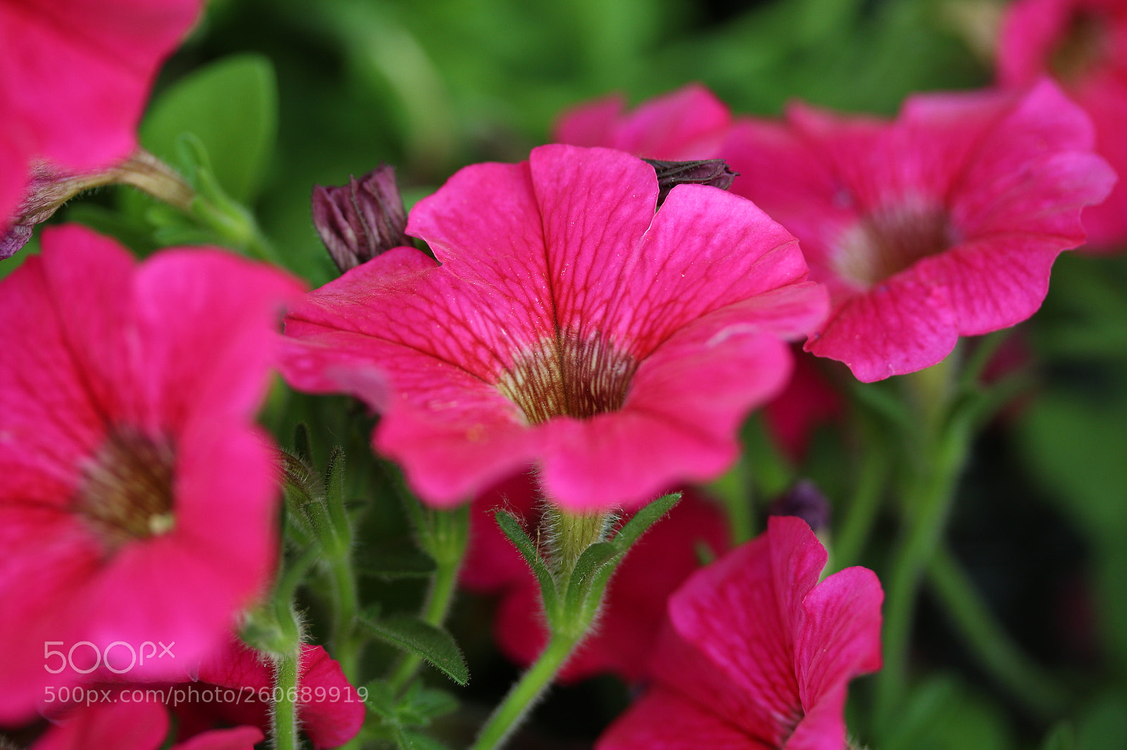 Canon EF-S 60mm F2.8 Macro USM sample photo. Like a trumpet photography