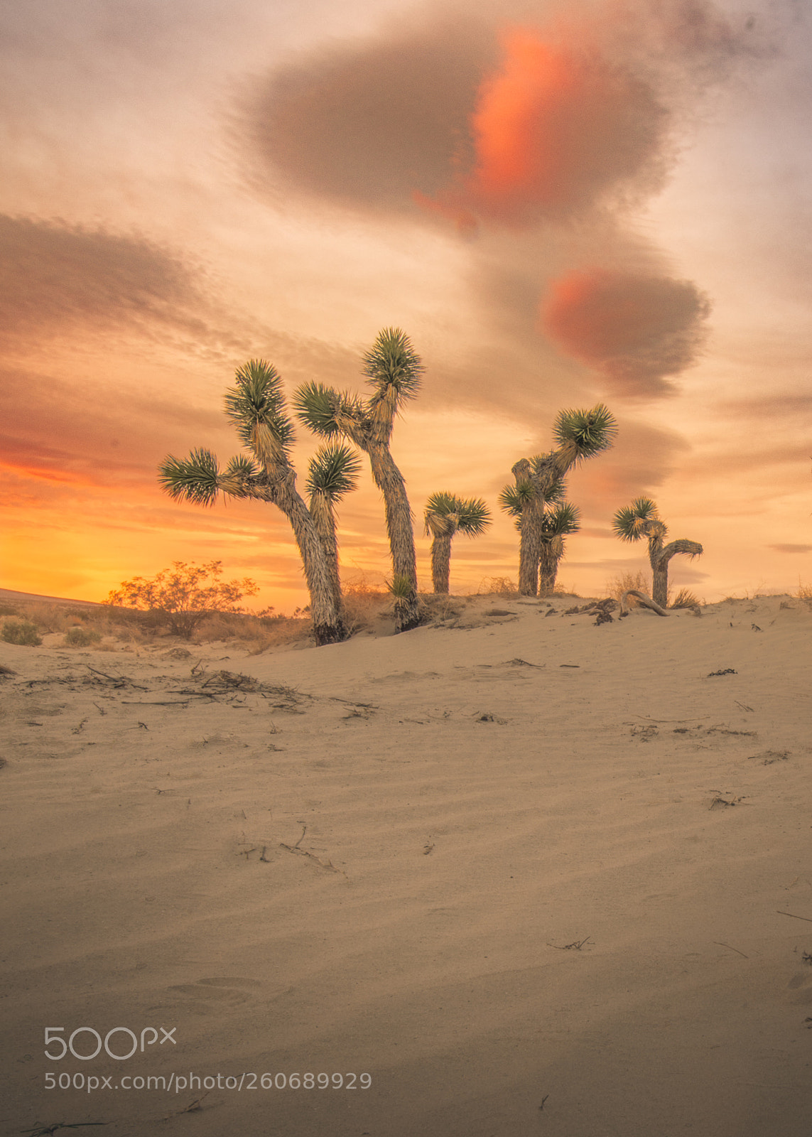 Nikon D850 sample photo. Joshua tree sunrise 2 photography