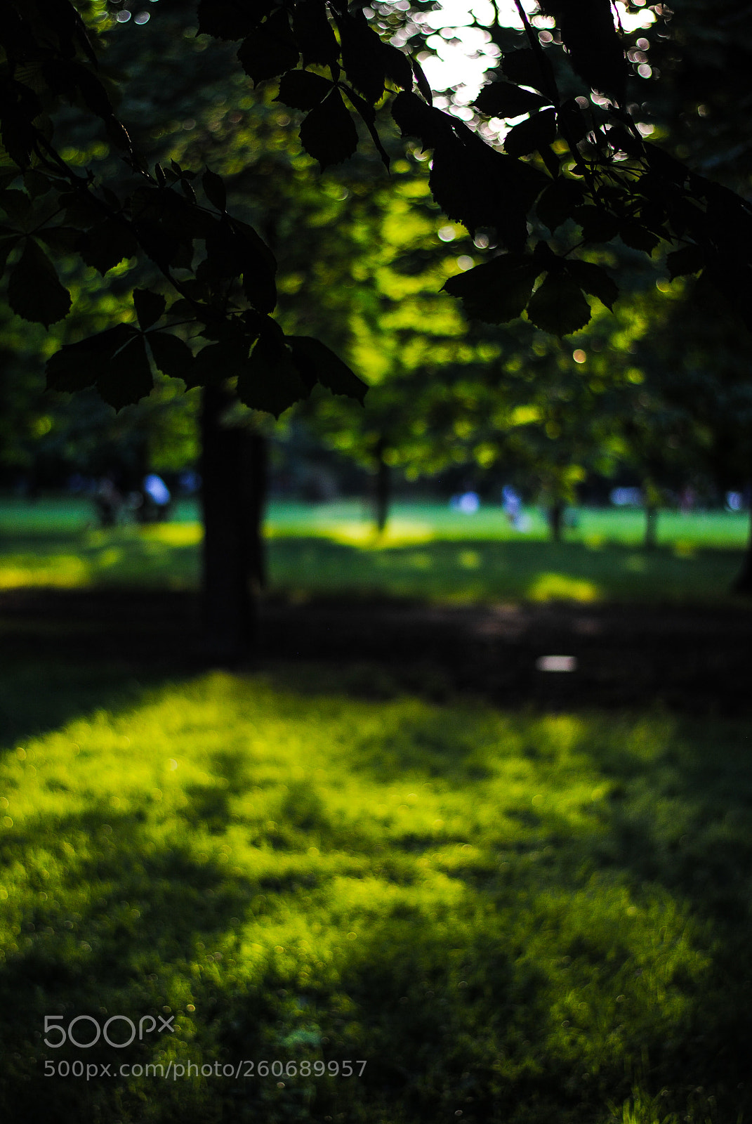 Nikon D3000 sample photo. Green scent photography