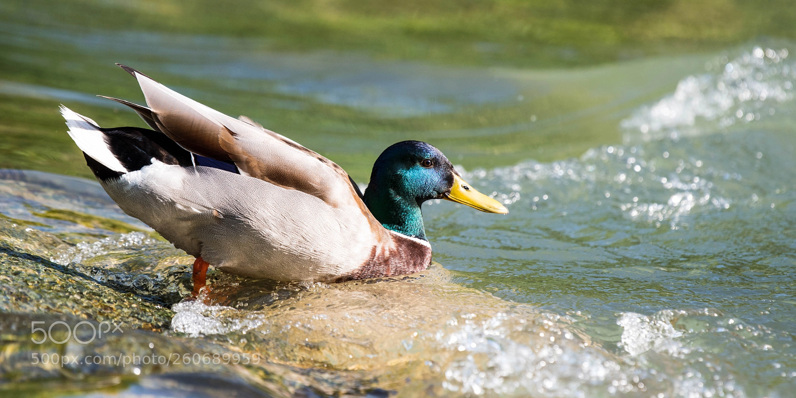 Nikon D750 sample photo. Duck (mallard) photography