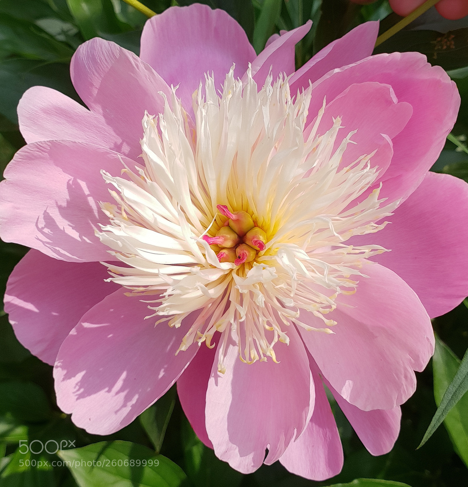 Samsung Galaxy S9+ sample photo. Untitled photography