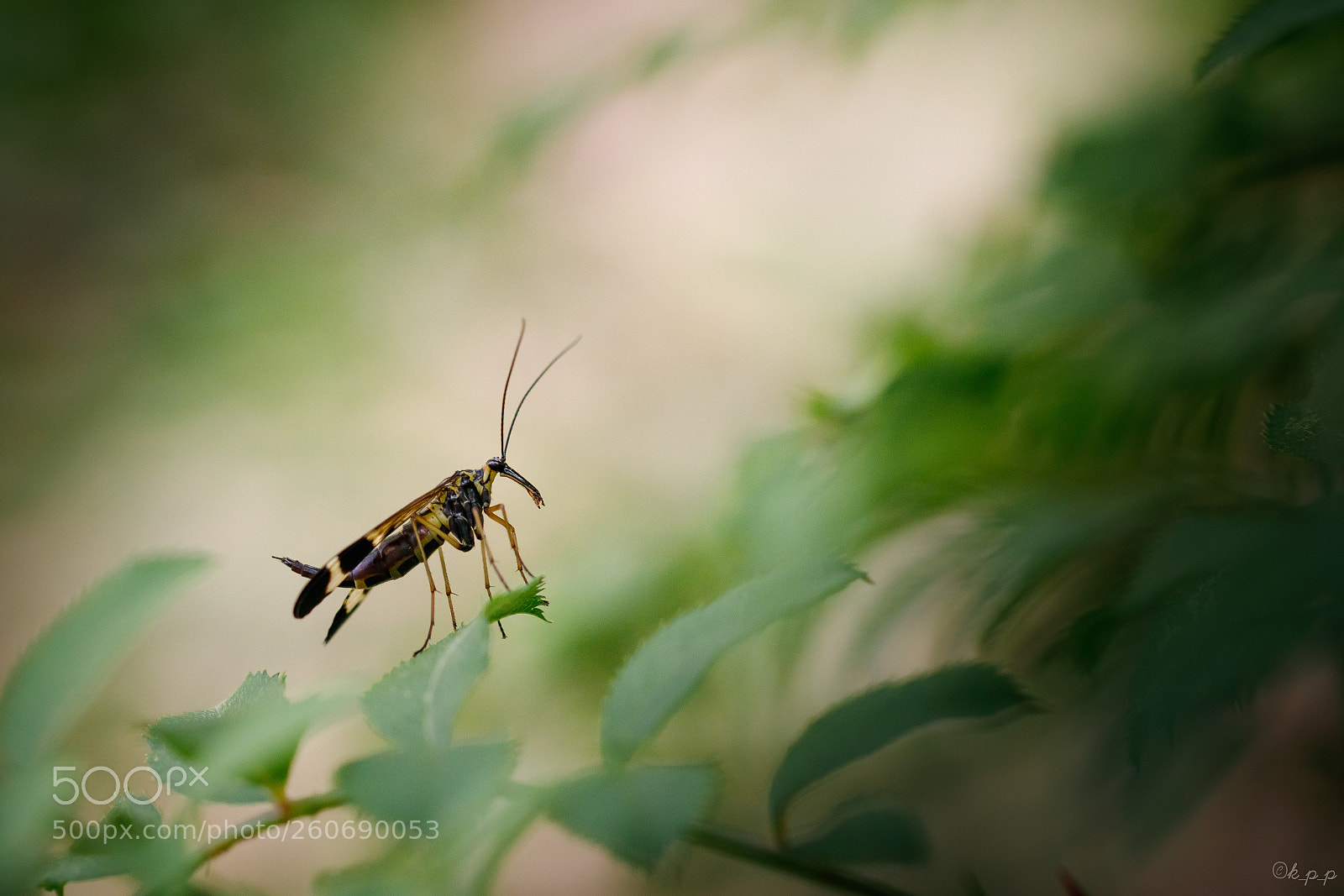 Canon EOS 80D sample photo. Mecoptera photography