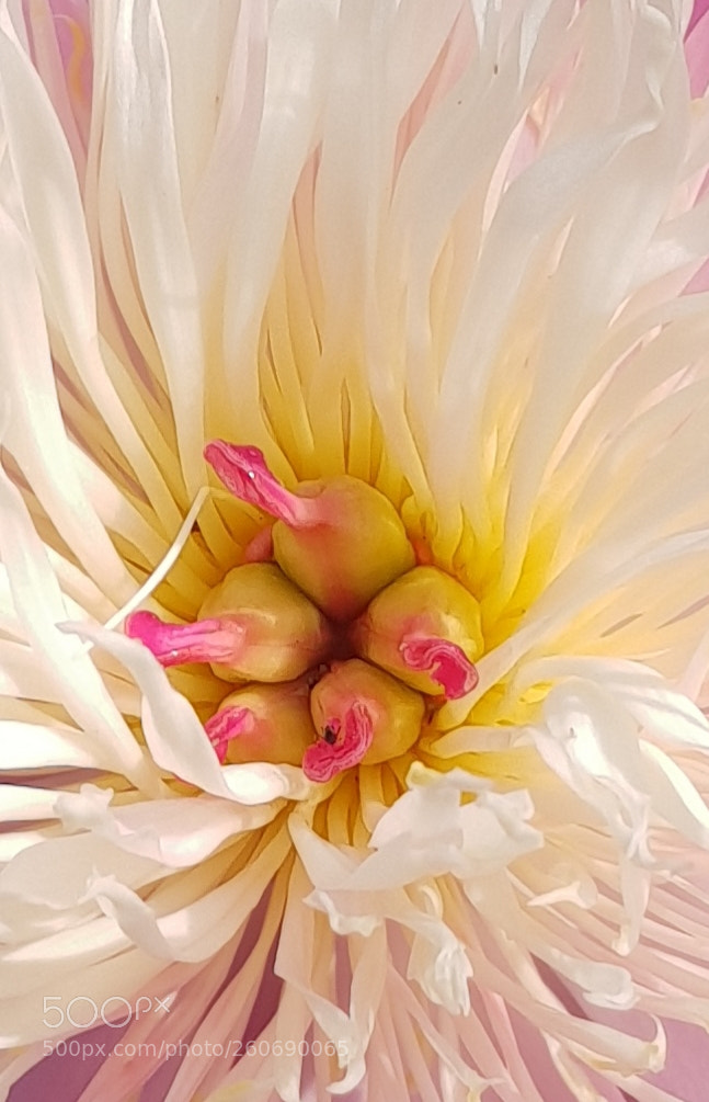 Samsung Galaxy S9+ sample photo. Untitled photography
