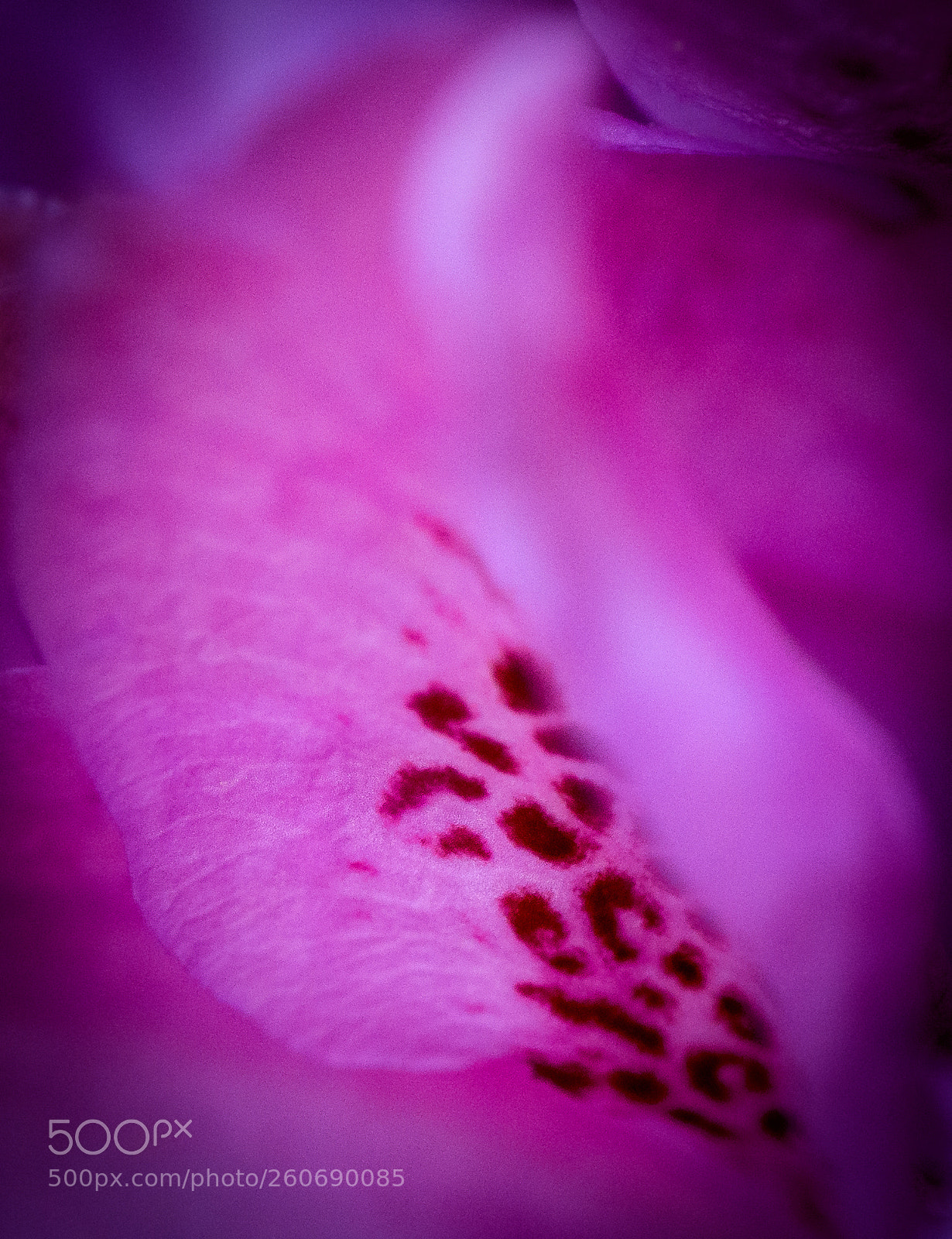 Nikon D850 sample photo. An intimate view of photography