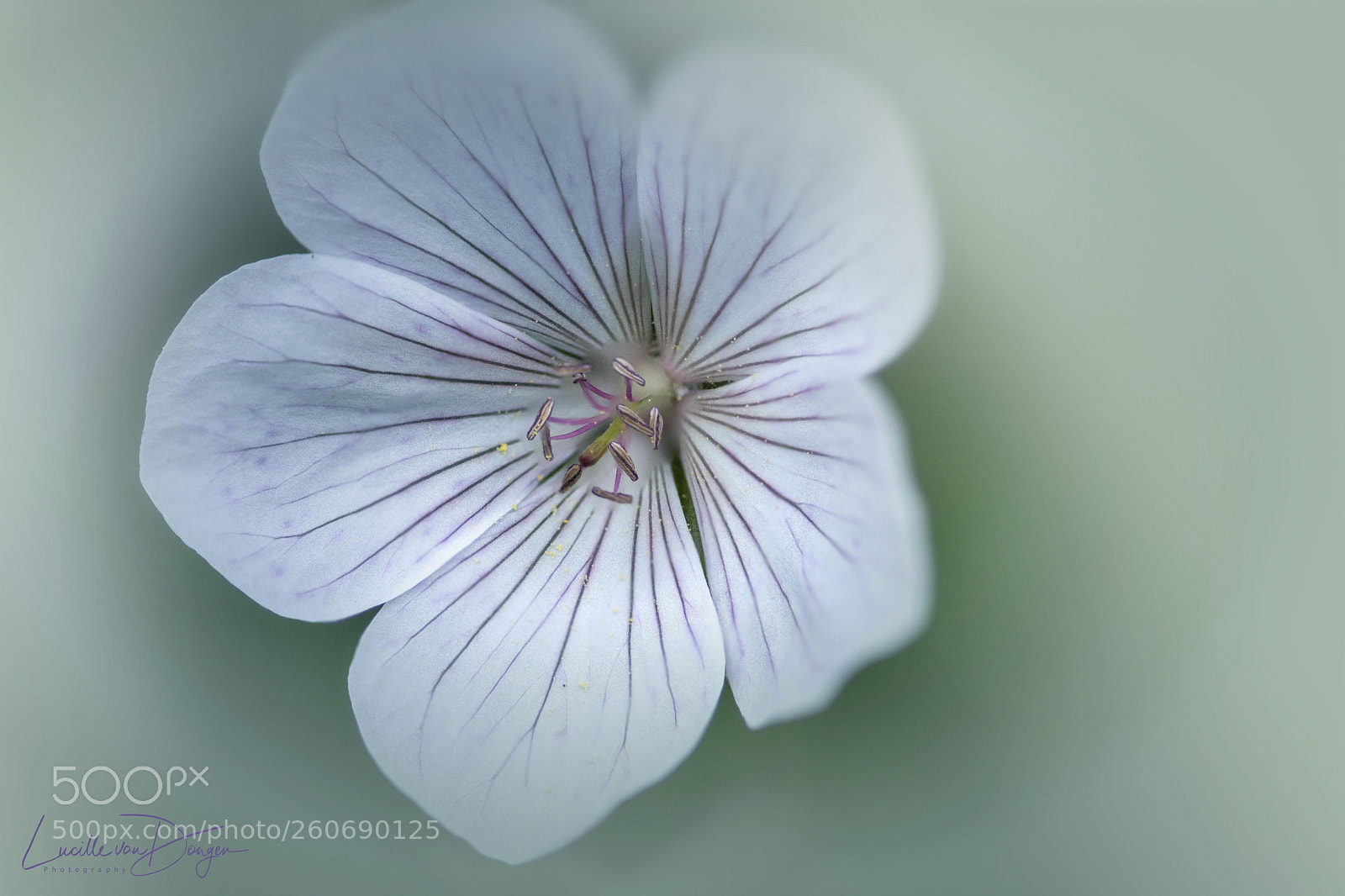 Sony a7R II sample photo. Geranium sanguineum photography