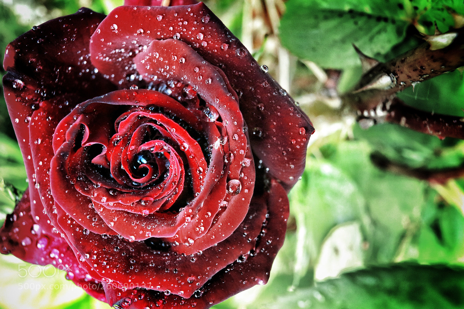 Canon EOS 5DS R sample photo. Diamond rose photography