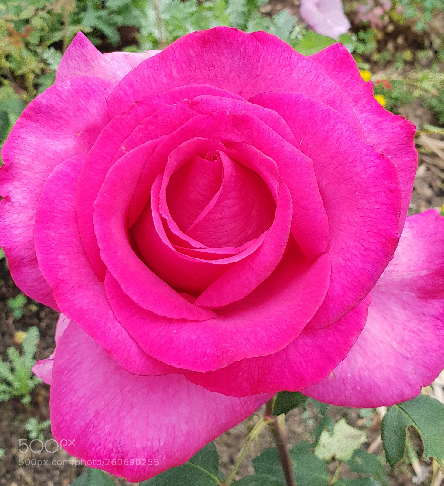 Samsung Galaxy S9+ sample photo. Untitled photography