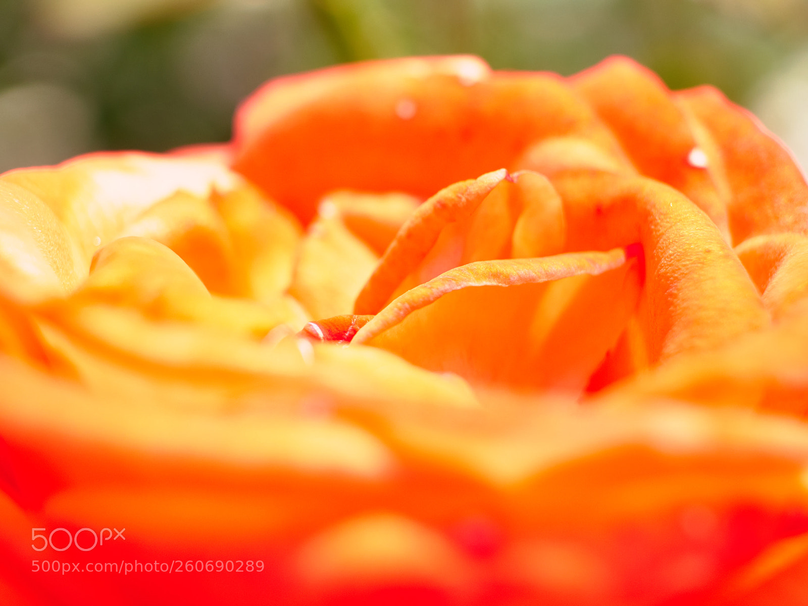 Olympus OM-D E-M10 II sample photo. Rose - macro photography