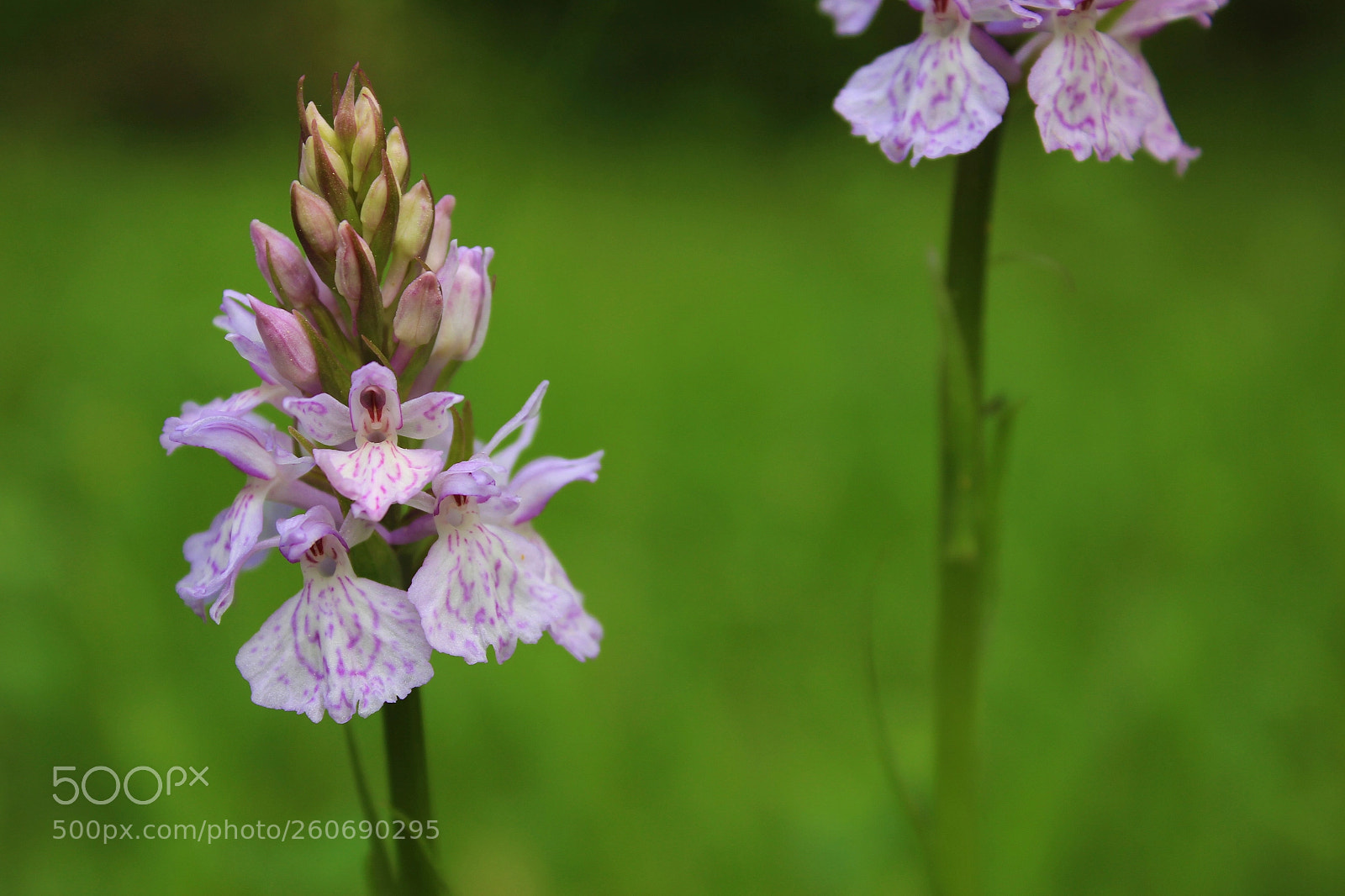 Canon EOS 600D (Rebel EOS T3i / EOS Kiss X5) sample photo. Orchis photography