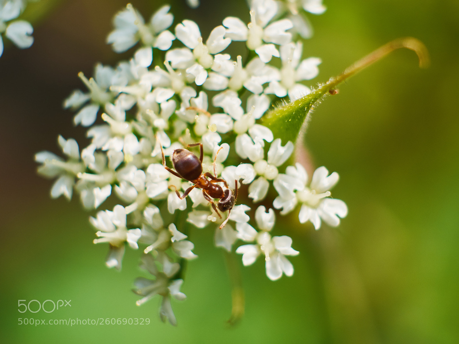 Olympus OM-D E-M10 II sample photo. Ant discovering the green photography
