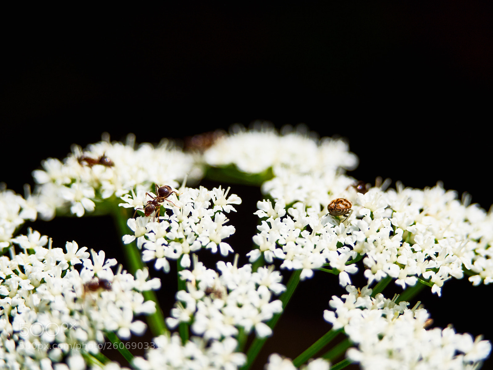 Olympus OM-D E-M10 II sample photo. Searching for something useful photography