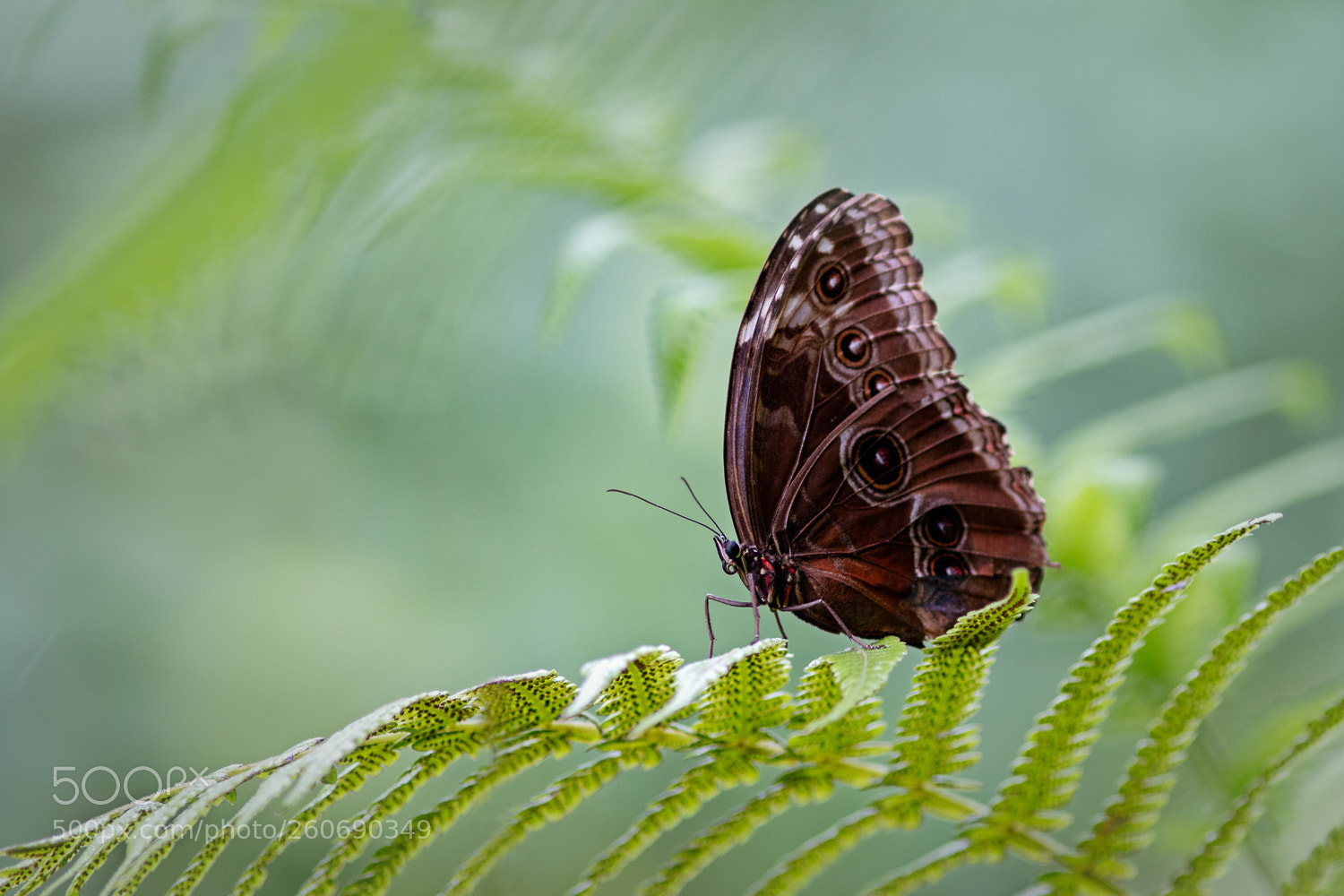 Canon EOS 70D sample photo. Butterfly photography