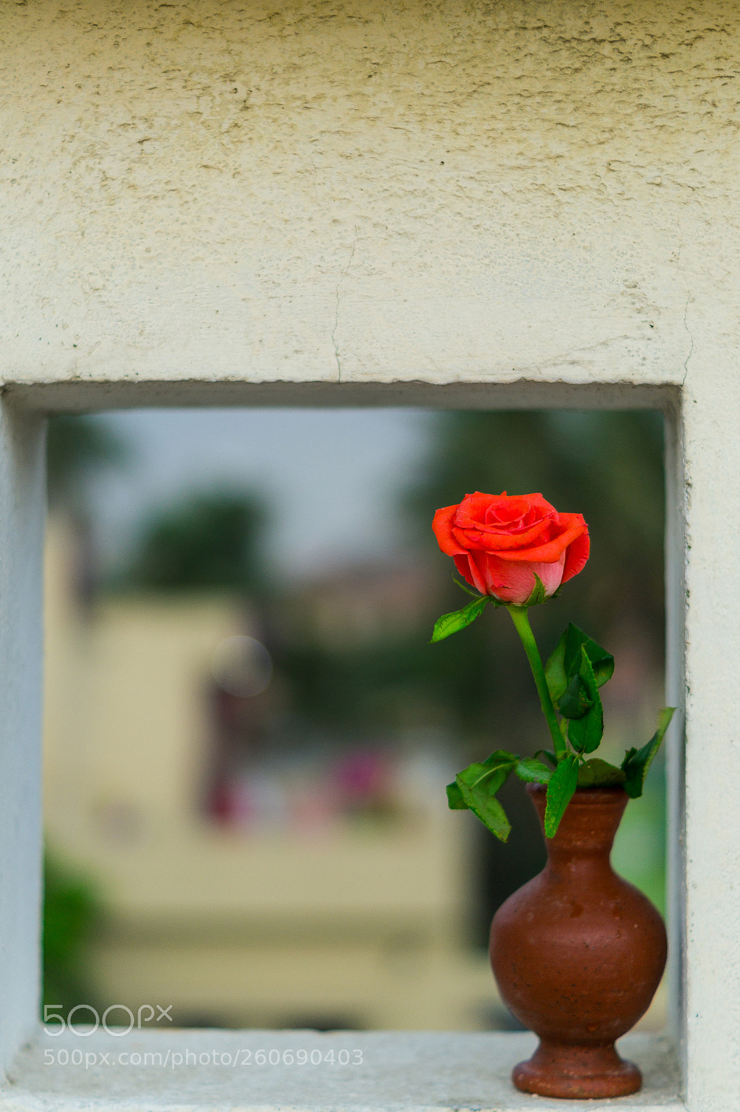 Sony SLT-A58 sample photo. Flower pot in a photography