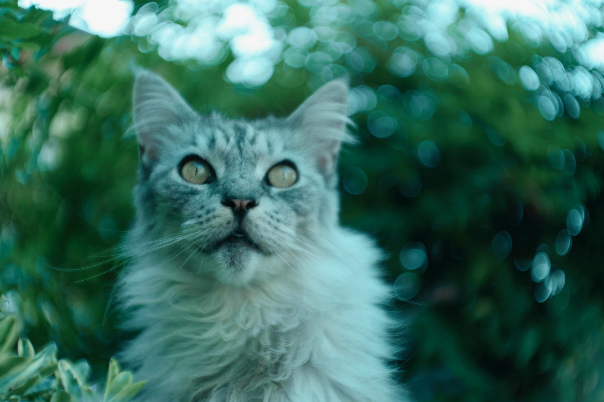 Leica SL (Typ 601) sample photo. Silver a  great hearted maine coon photography