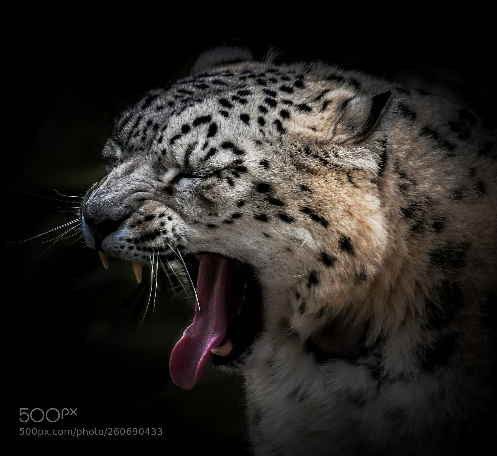 Nikon D500 sample photo. The big yawn photography