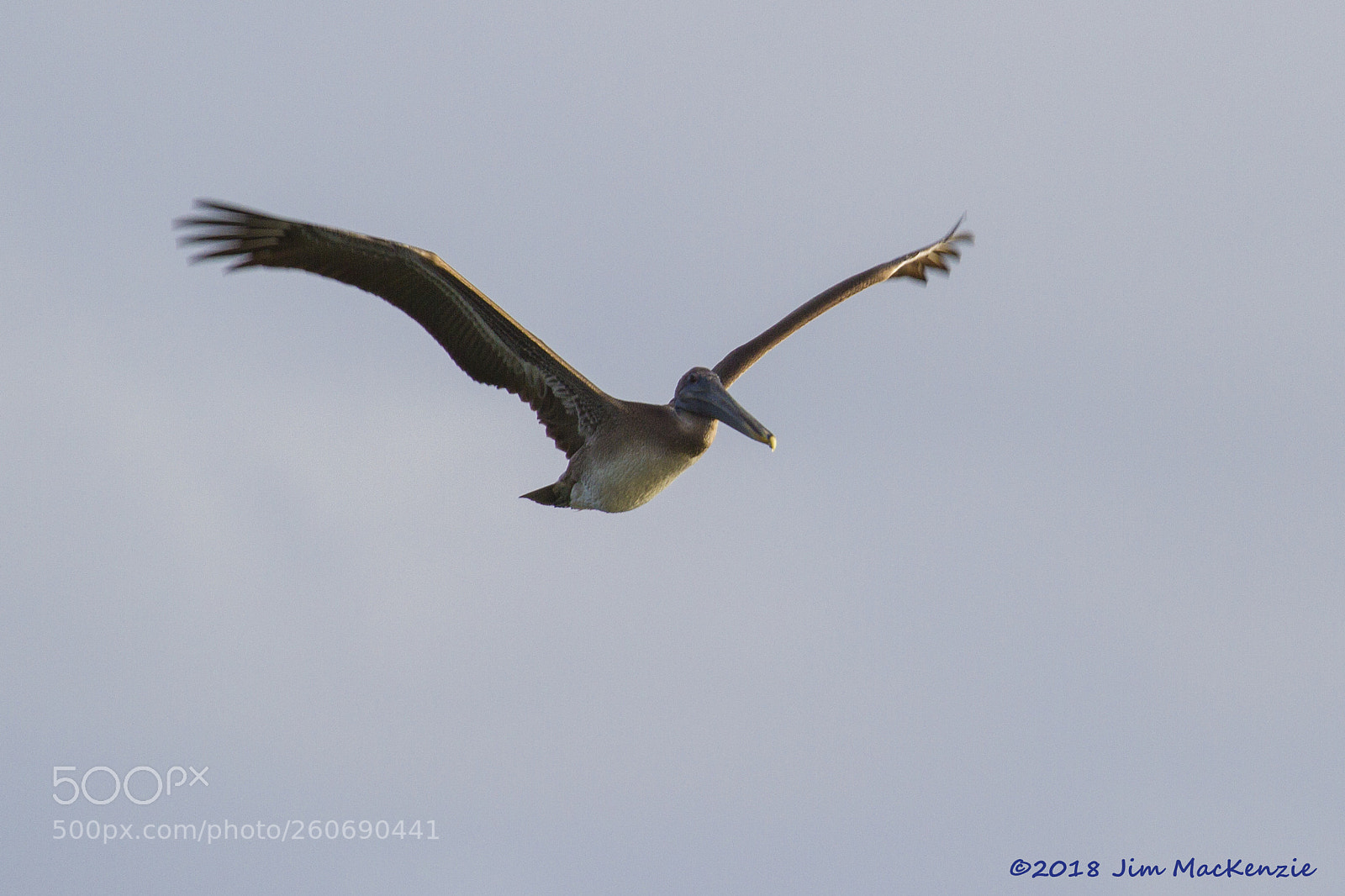 Canon EOS 7D sample photo. Pelican in flight photography