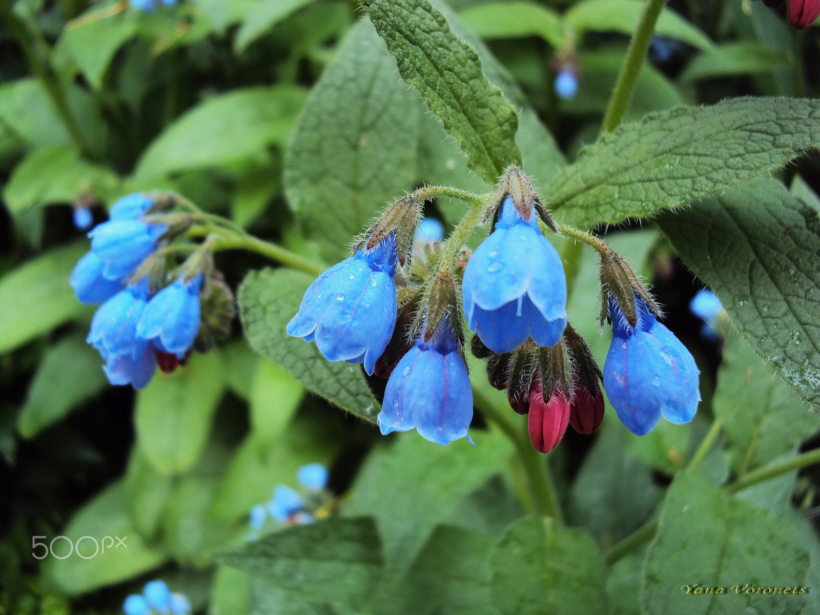 Sony DSC-W190 sample photo. Comfrey photography