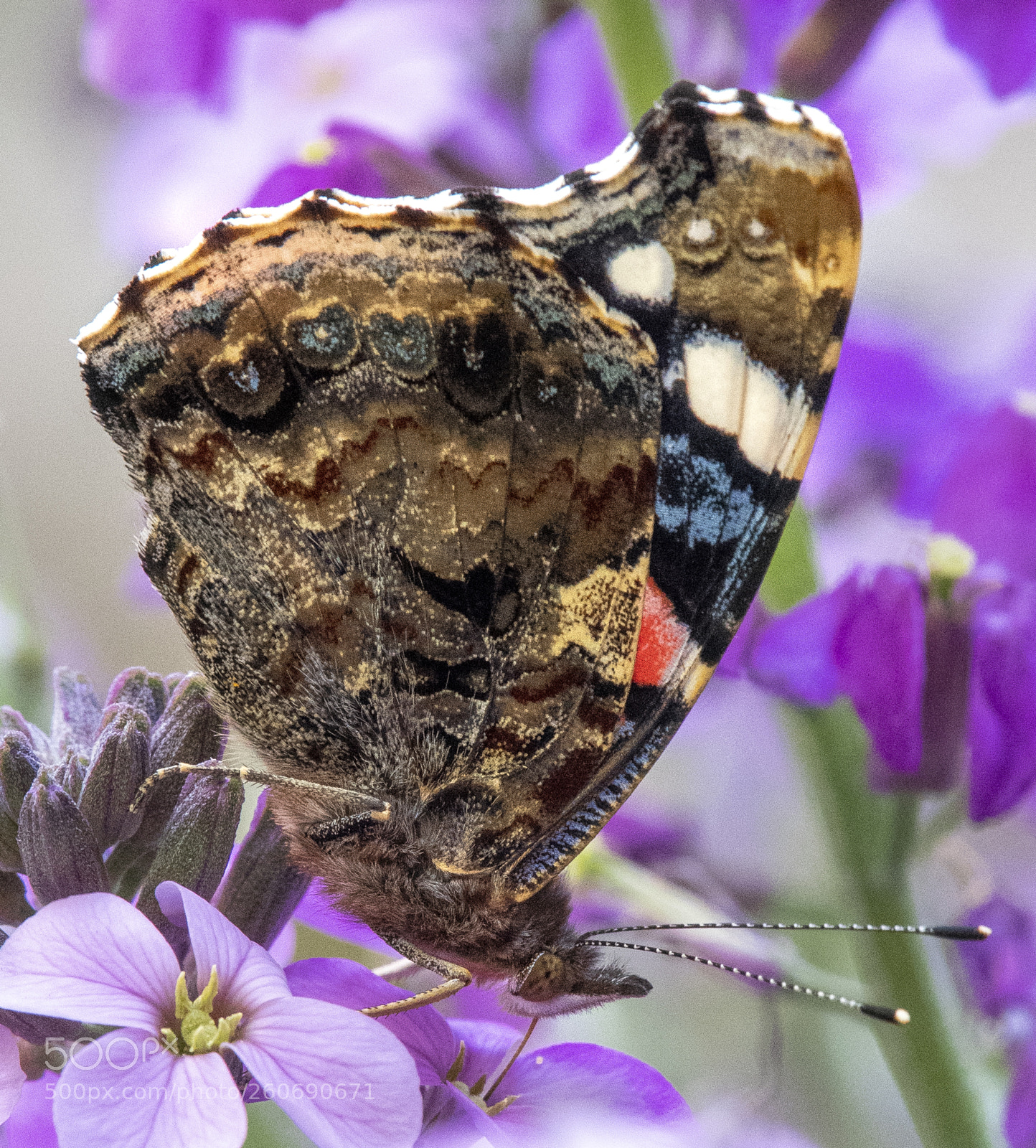 Nikon D850 sample photo. Red admiral on violet photography
