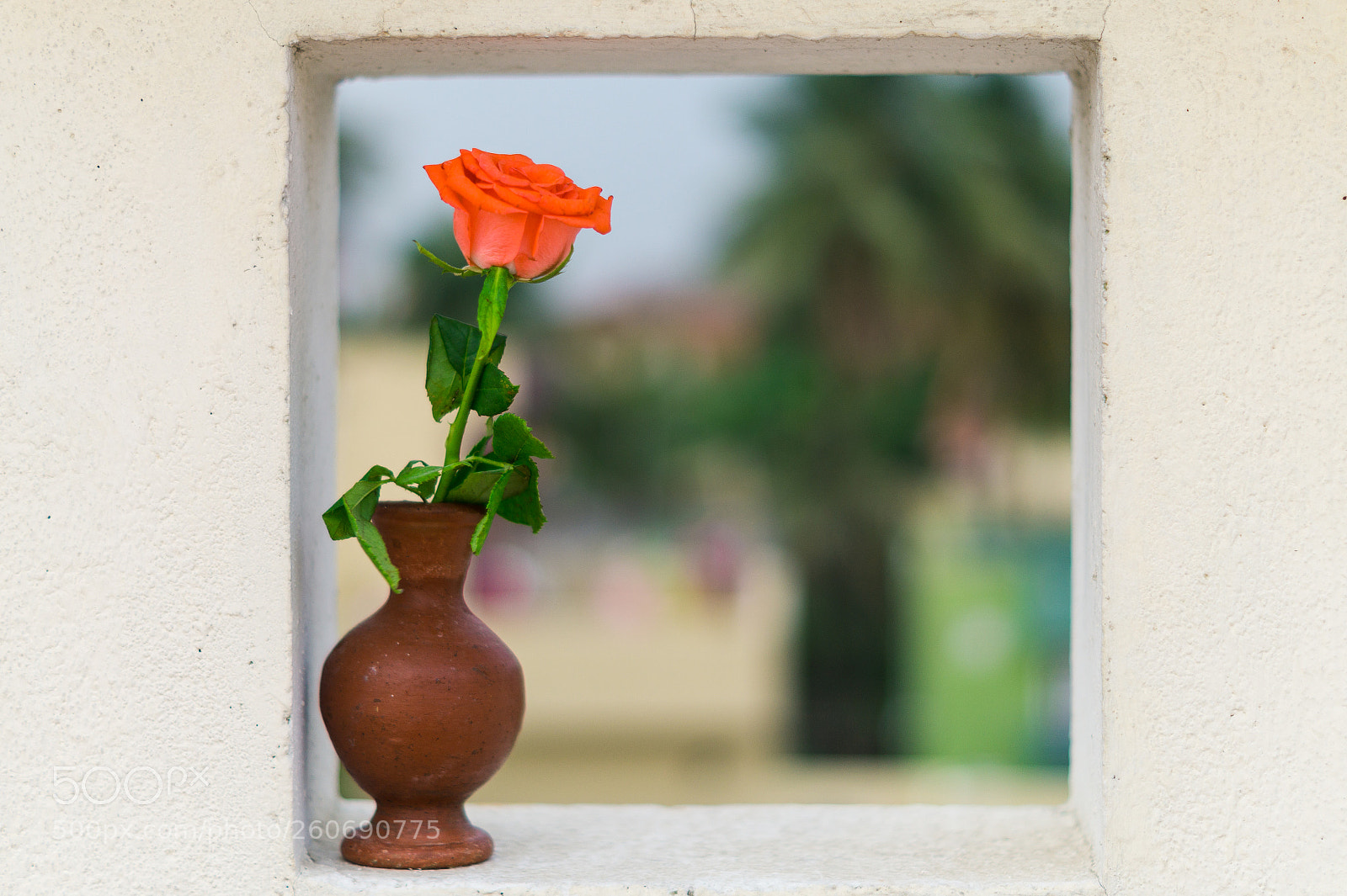 Sony SLT-A58 sample photo. Framing flower pot photography