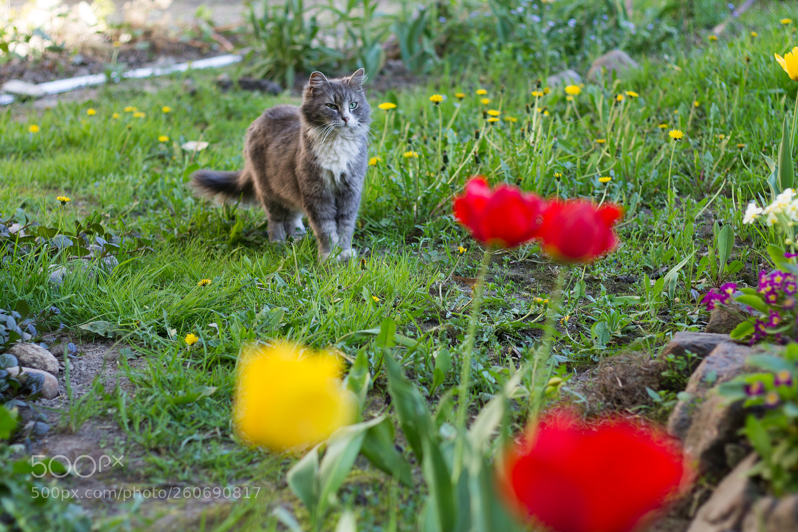 Canon EOS 1100D (EOS Rebel T3 / EOS Kiss X50) sample photo. Cat`s walk photography